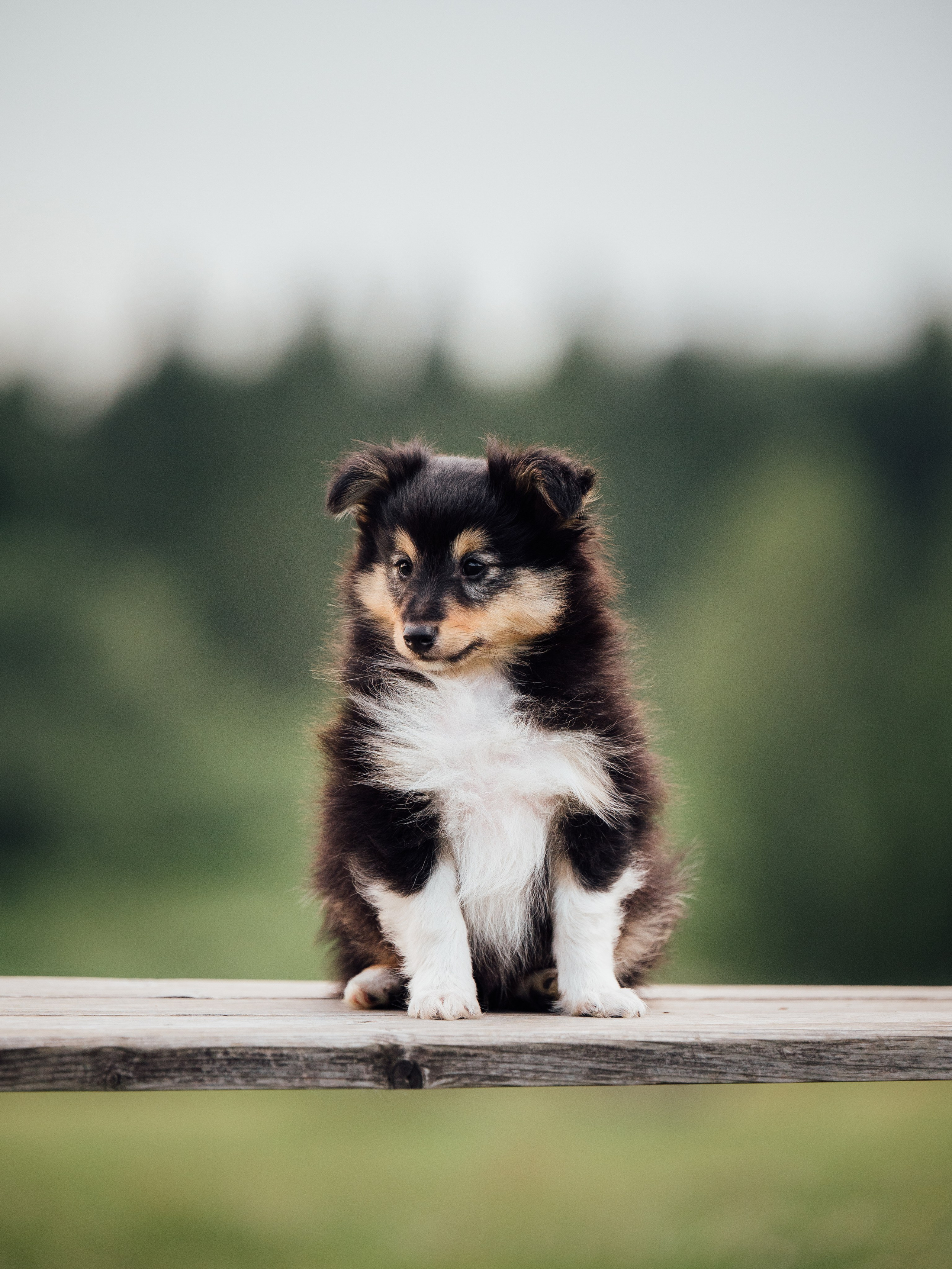 Шелти. Семейный фотограф анималист Ананьева Мария — Москва