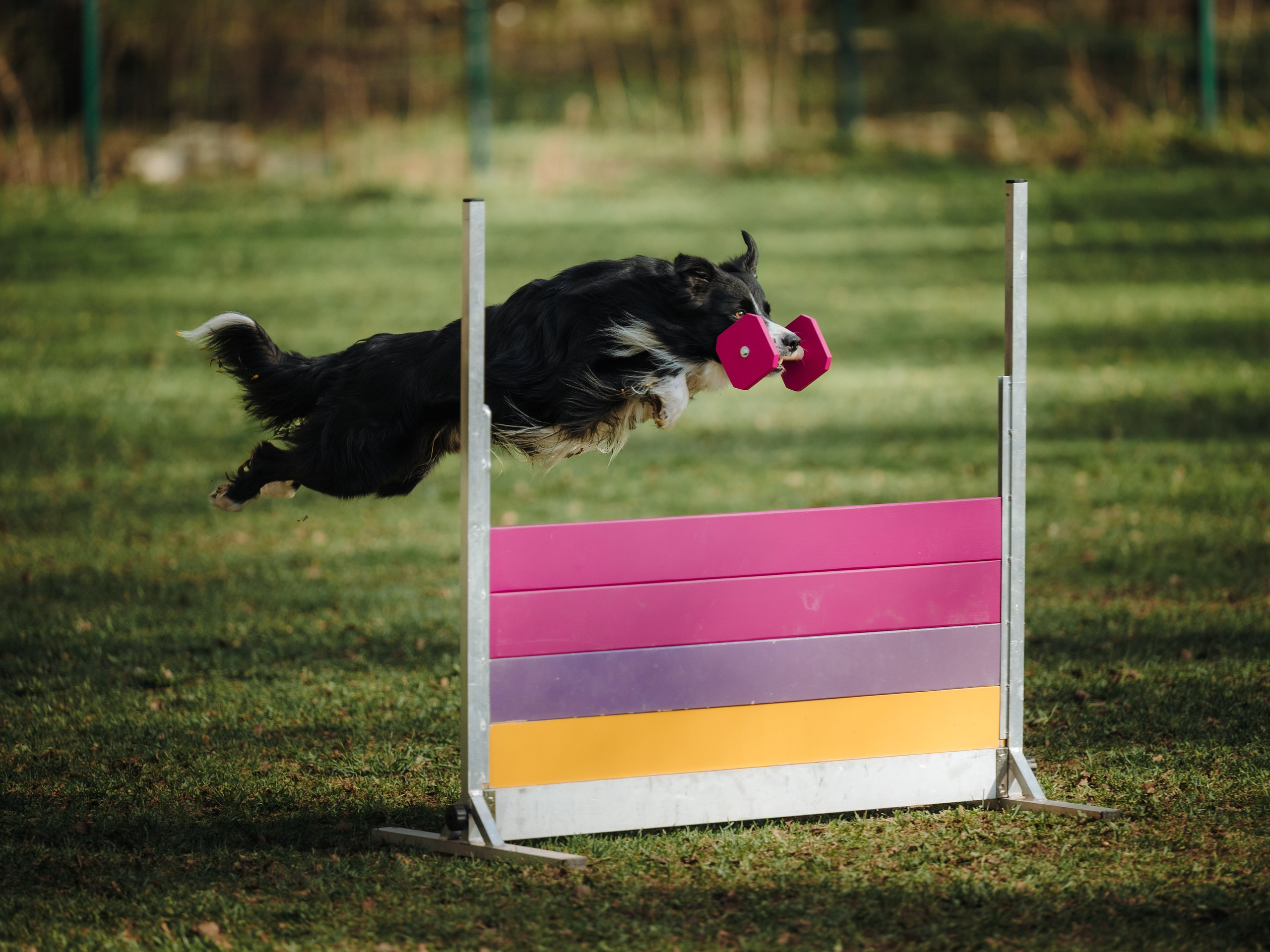 Обидиенс. Семейный фотограф анималист Ананьева Мария — Москва