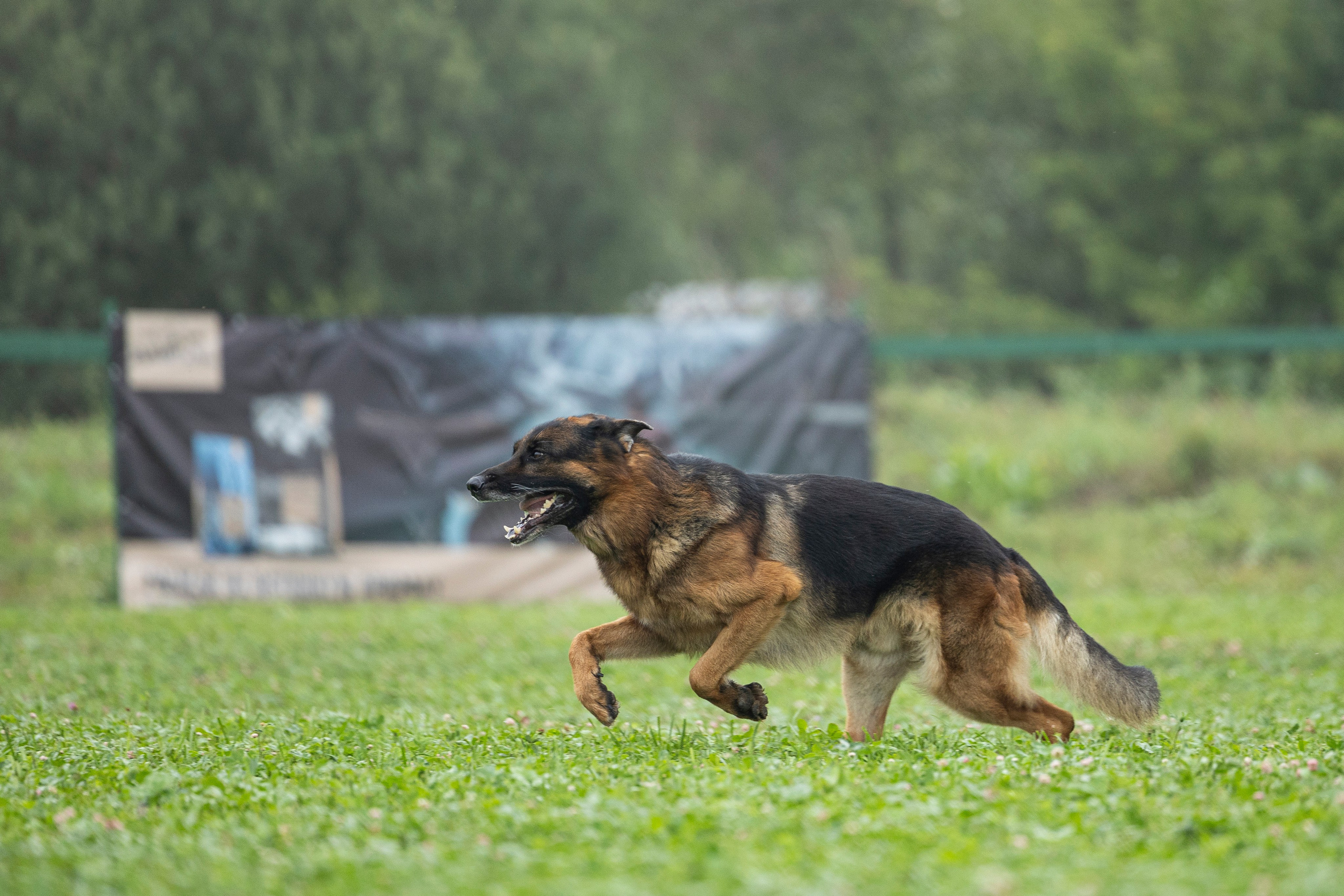 Соревнования по Мондьорингу г. Вологда 10-11.08.2024. Фотограф-анималист Анна Маринич