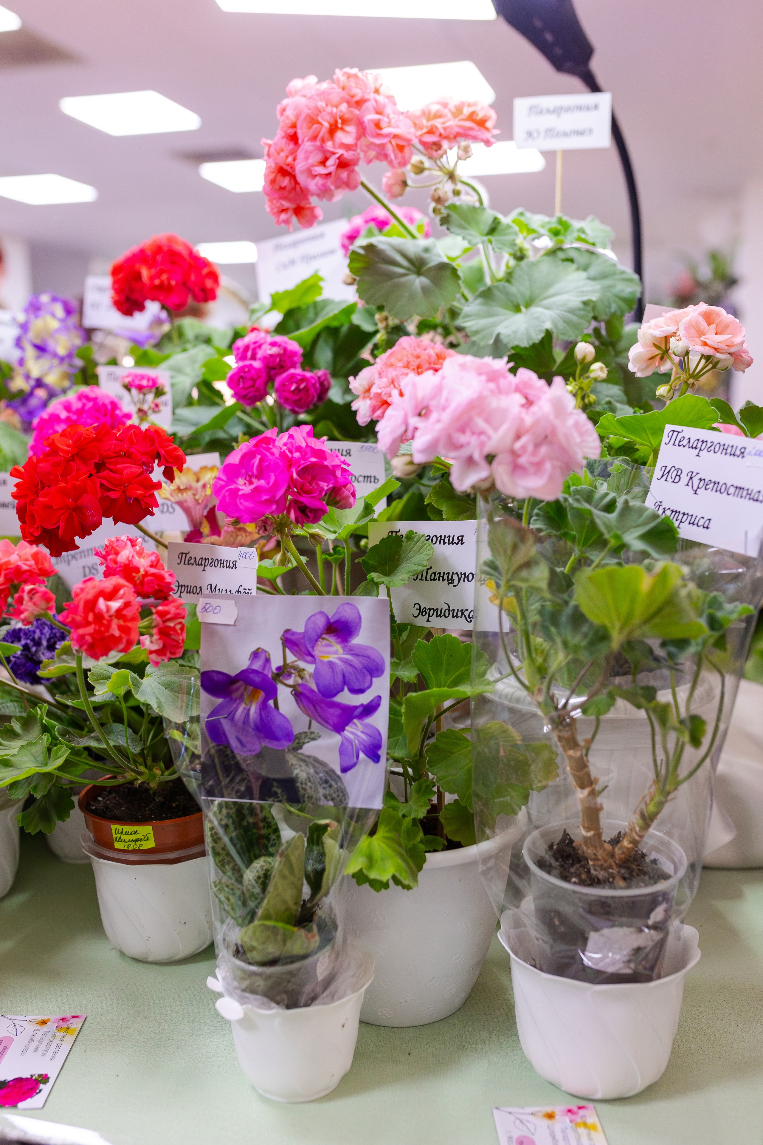 Орхидиум сентябрь 2025. Александра Куликова фотограф, Москва