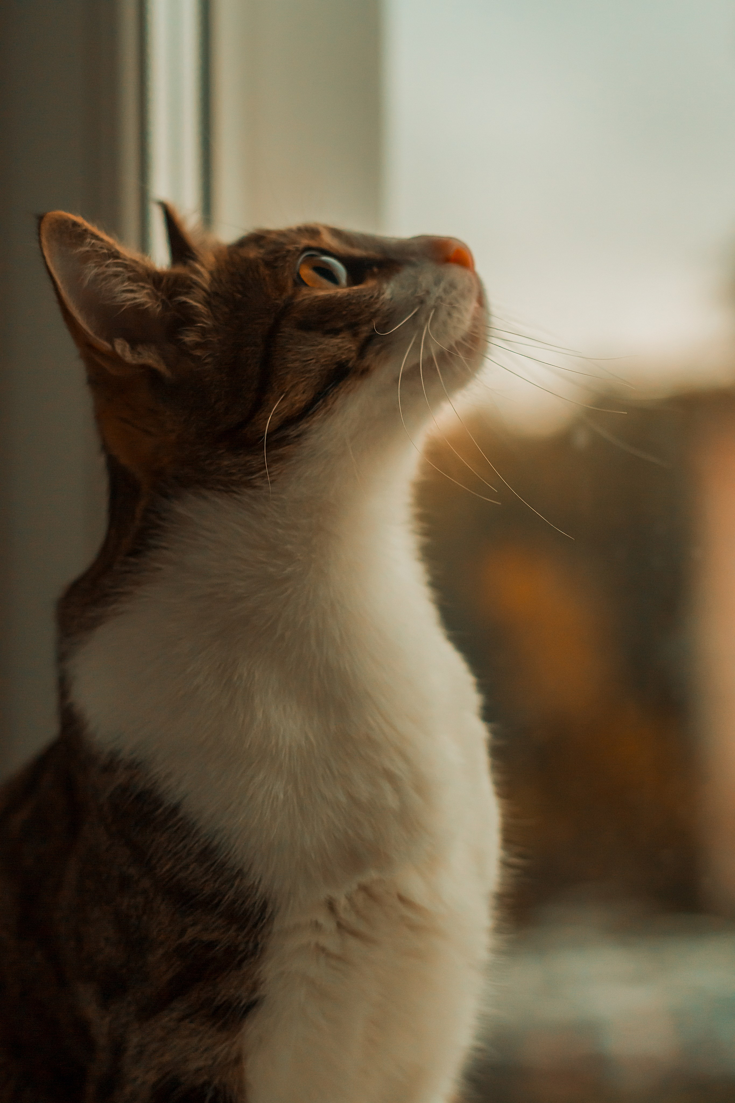 Животные. Фотограф в Новокузнецке