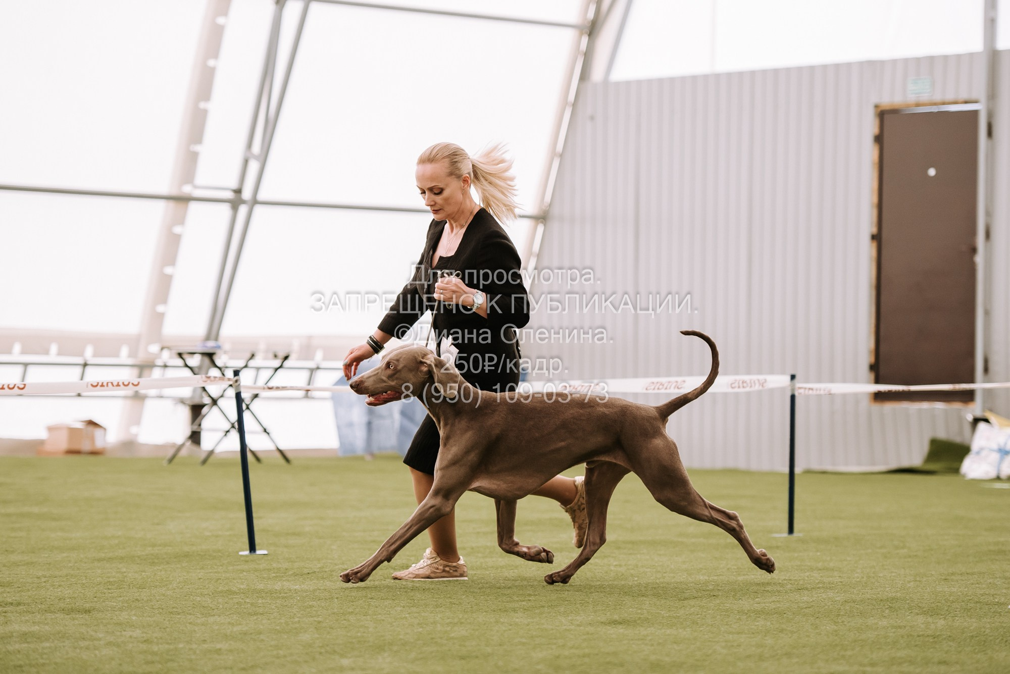 Выставка собак Красноярск 2.06. Фотограф Диана Оленина Красноярск / Братск