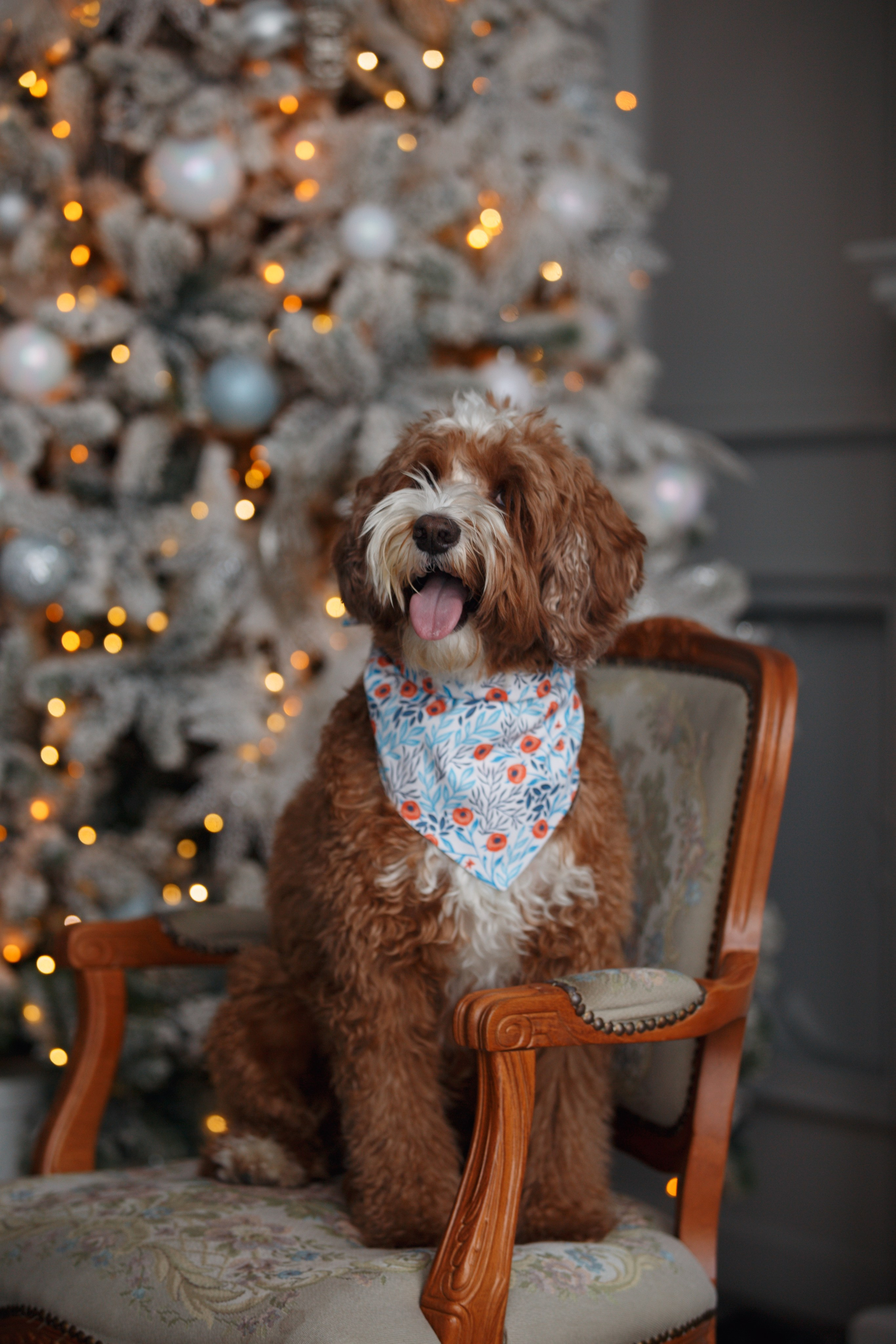 Bmbh лежанки и адресники. Фотограф анималист Кристина Карпова, Москва