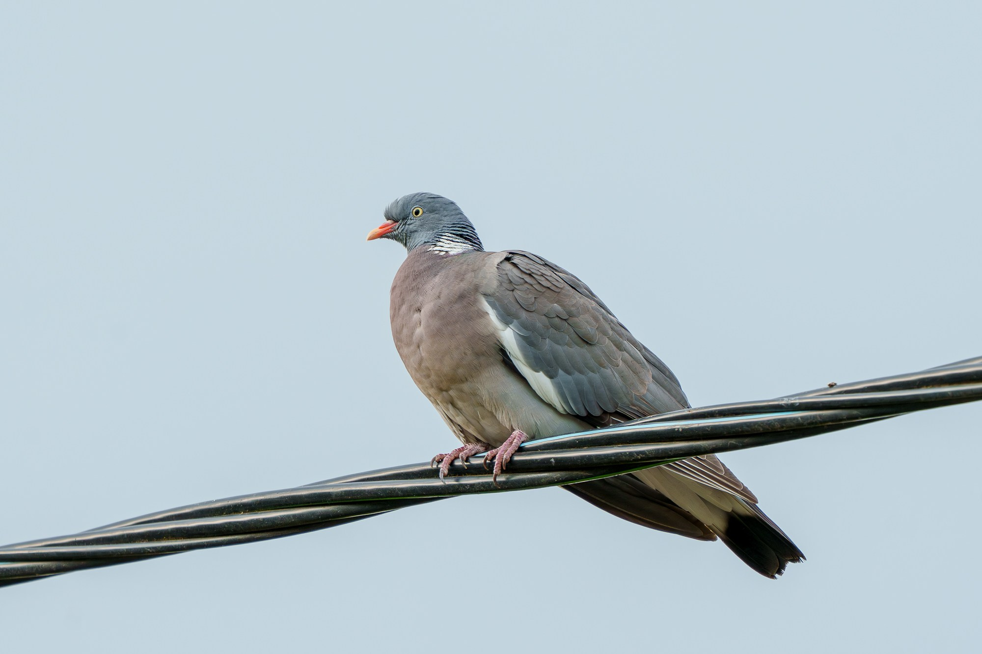 Удивительные мир птиц. Вокруг нас столько прекрасного — присмотритесь!. Ваш личный фотограф Марина Волкова
