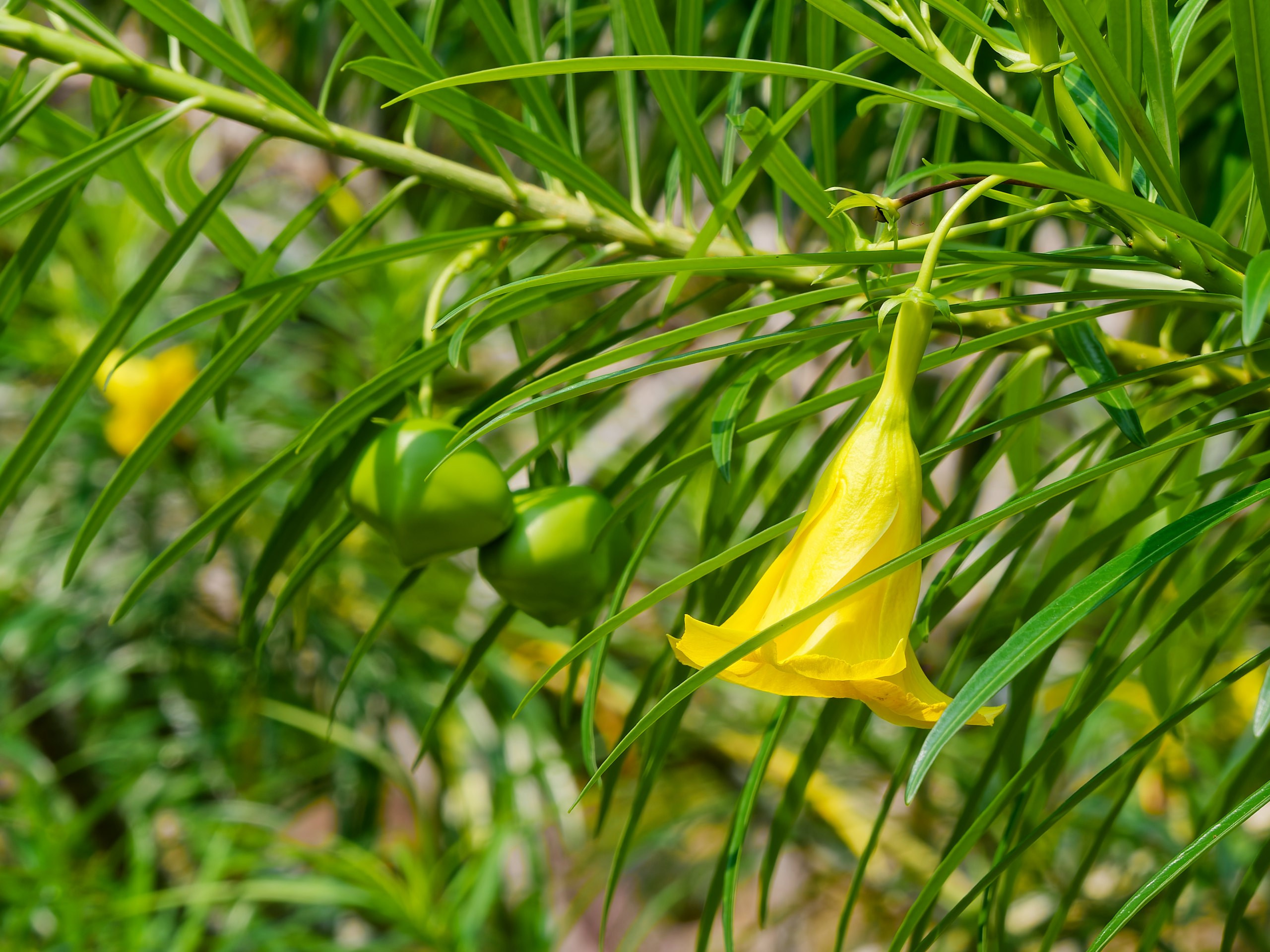 Хайнань 2026, флора, цветы и деревья. Фотопрогулки по Миру