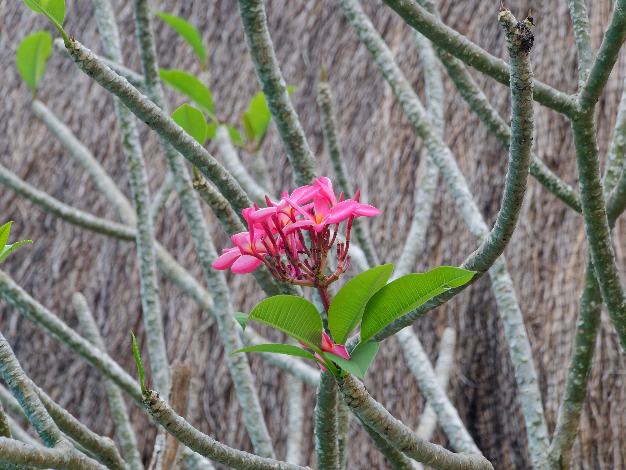 Хайнань 2026, флора, цветы и деревья. Фотопрогулки по Миру