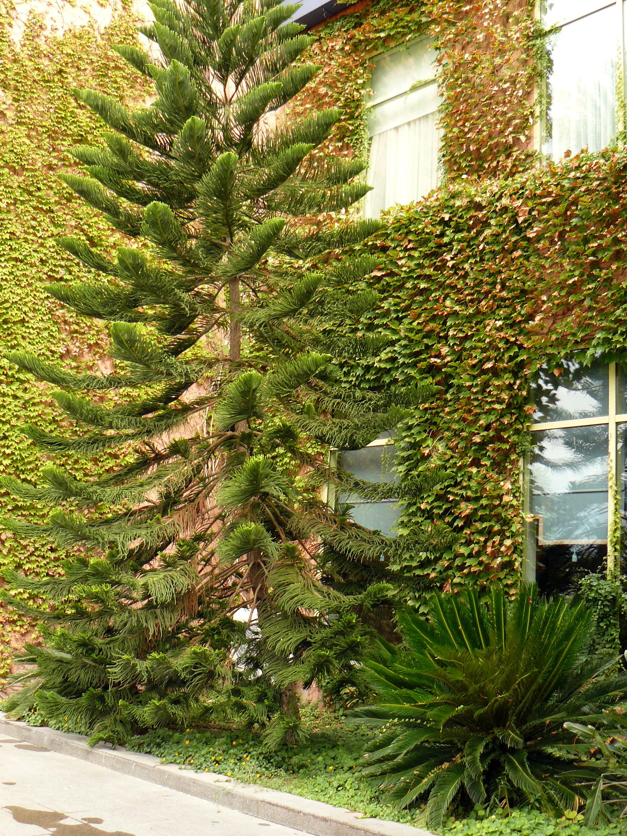 Кемер, Чамьюва 2008. Избранные фотографии