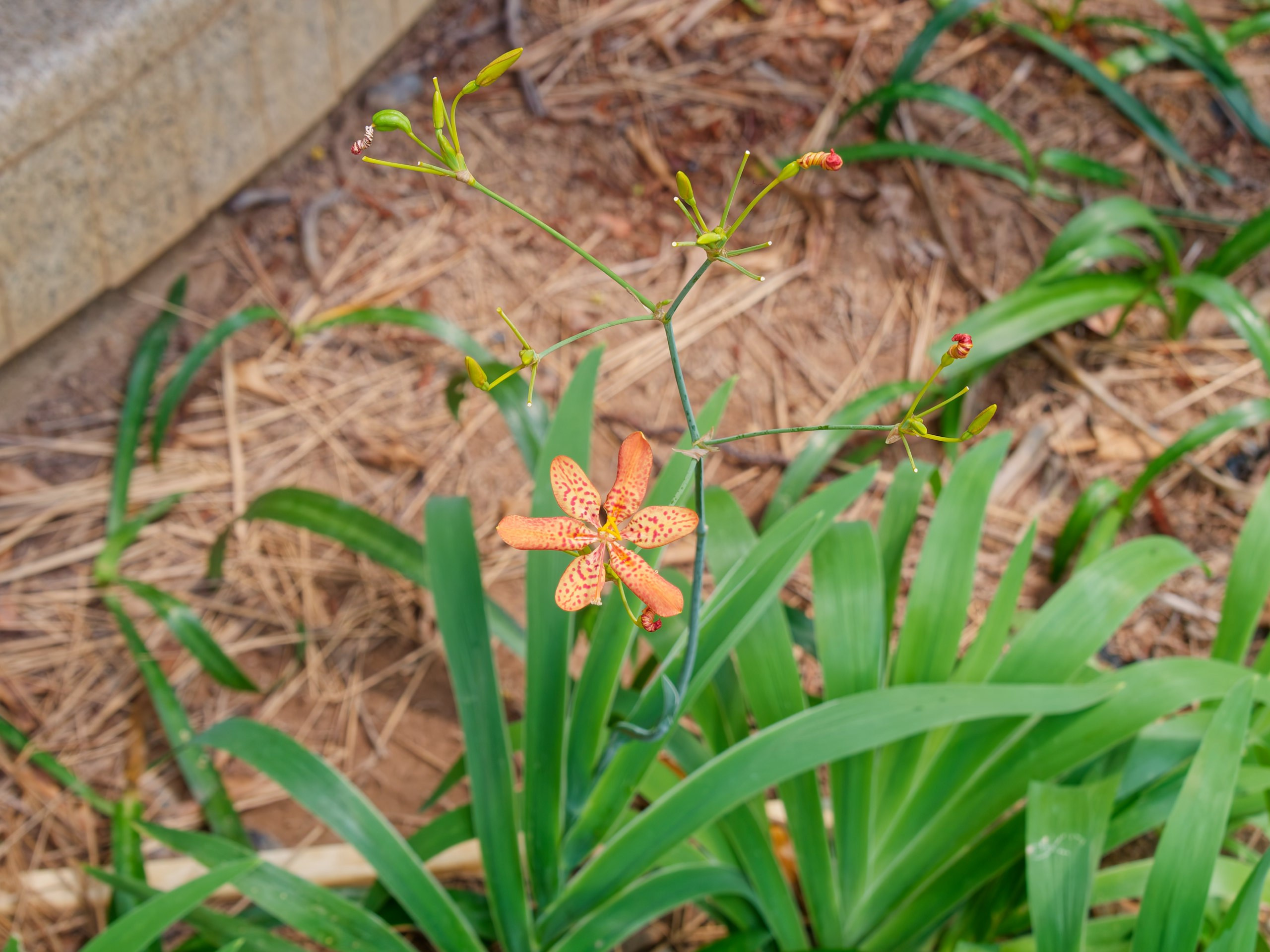 Хайнань 2026, флора, цветы и деревья. Фотопрогулки по Миру