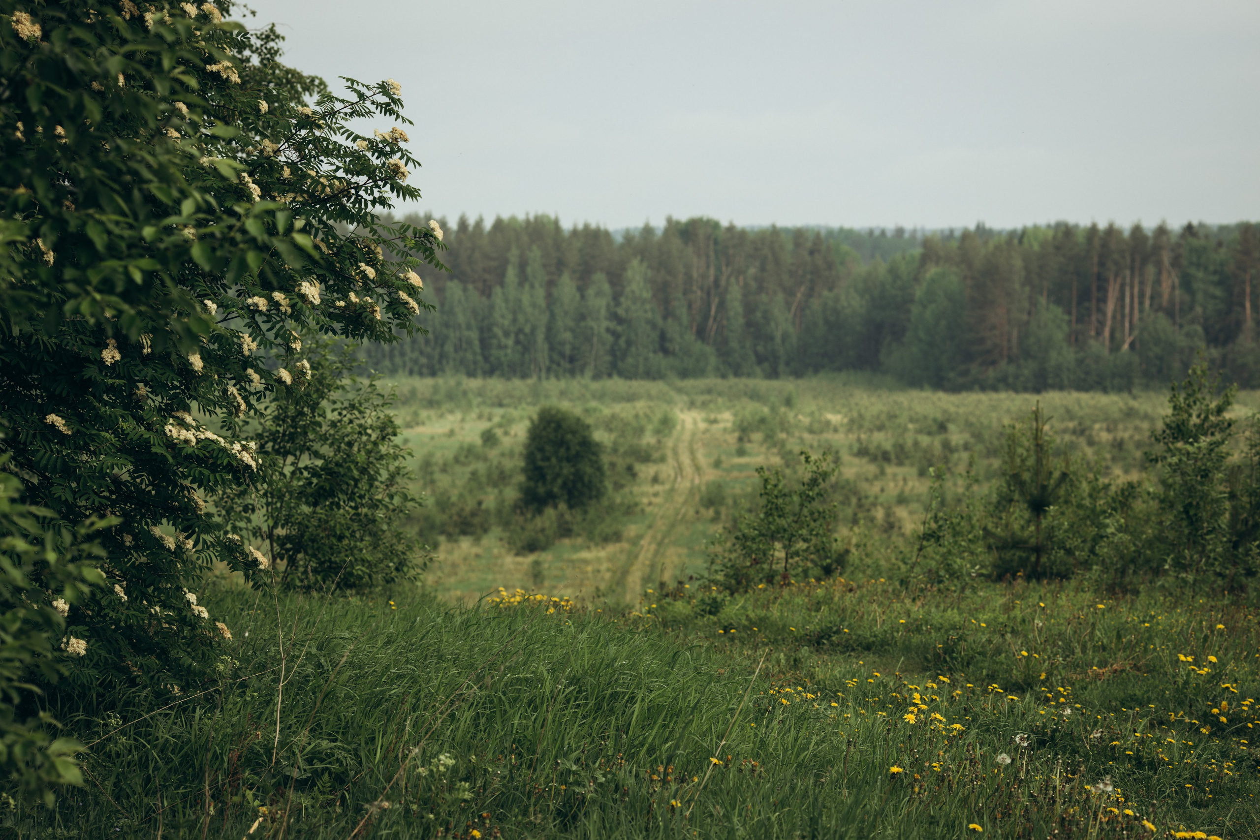 Природные пейзажи. Наталия Клевинскас портретный фотограф в Костроме