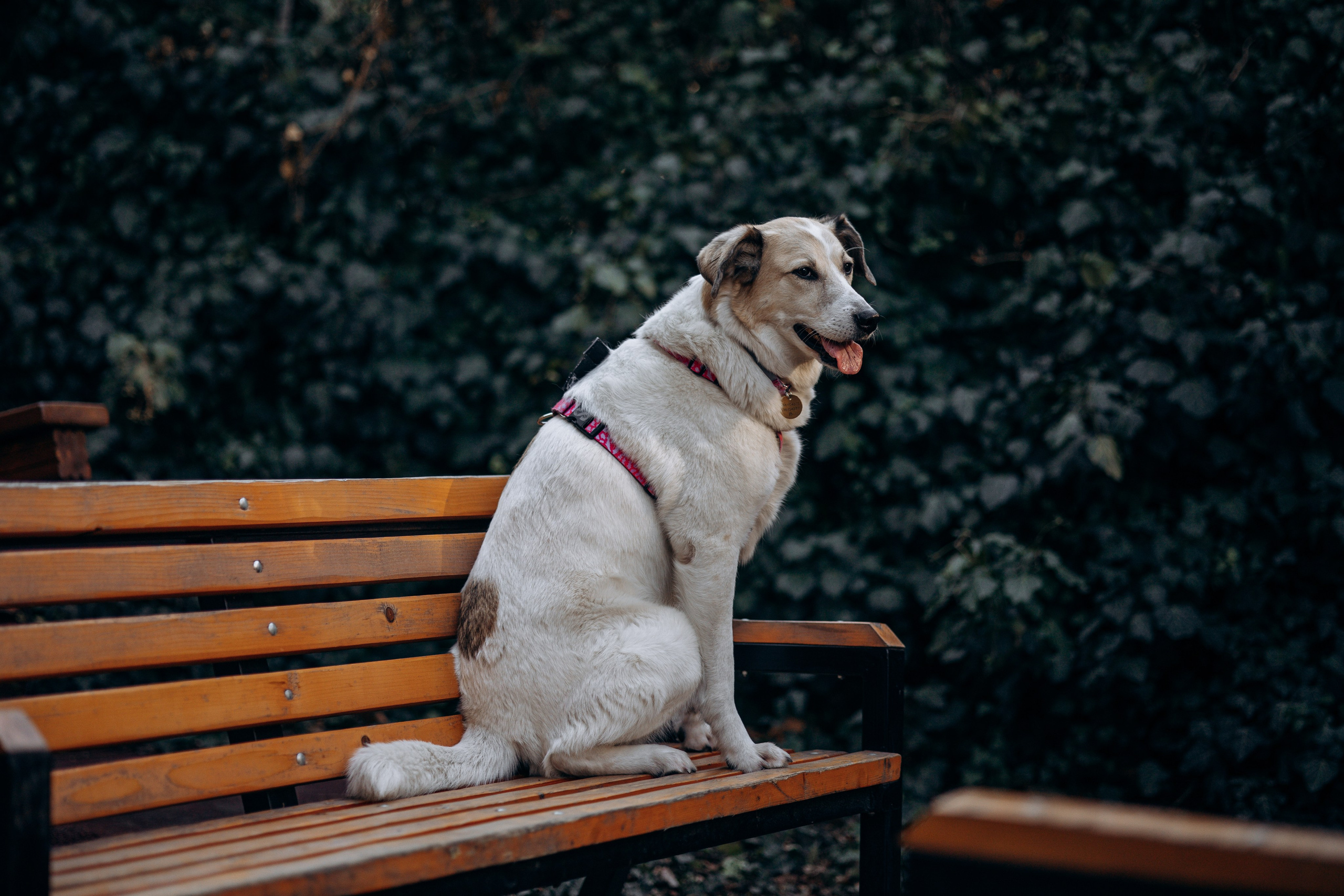 Саша и ее хвосты. Фотограф — Анималист | Санкт-Петербург