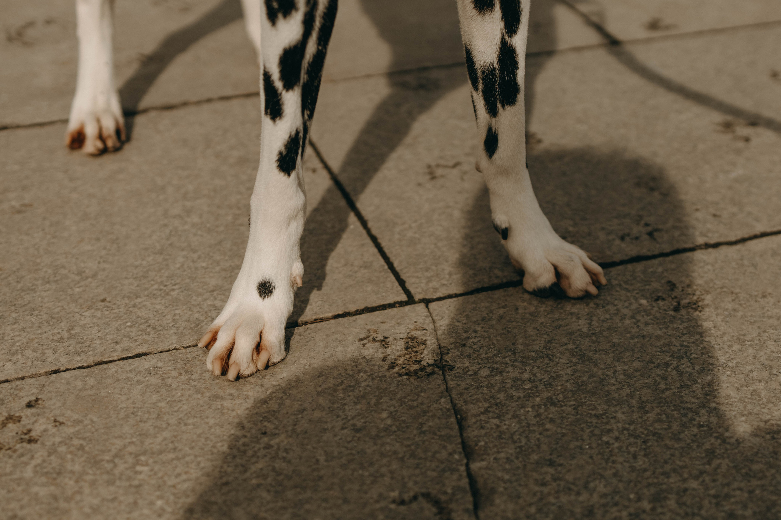 Диана и Лекса. Фотограф-анималист в Екатеринбурге | Кристина