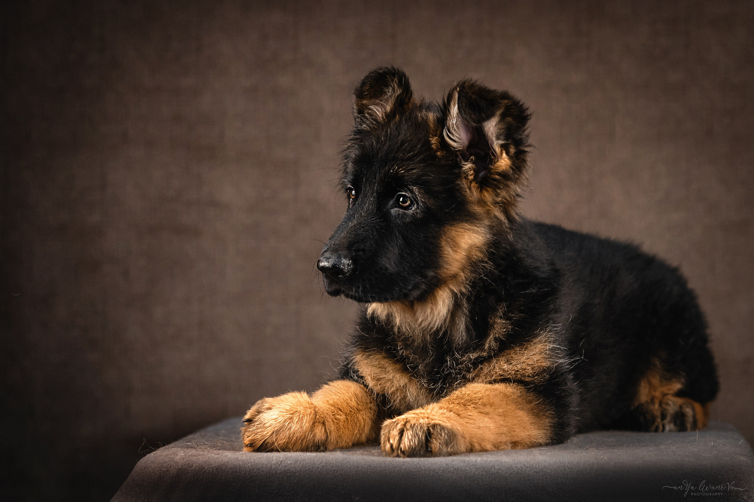 Овчарята. Фотограф анималист Аня Ливанова | Рыбинск