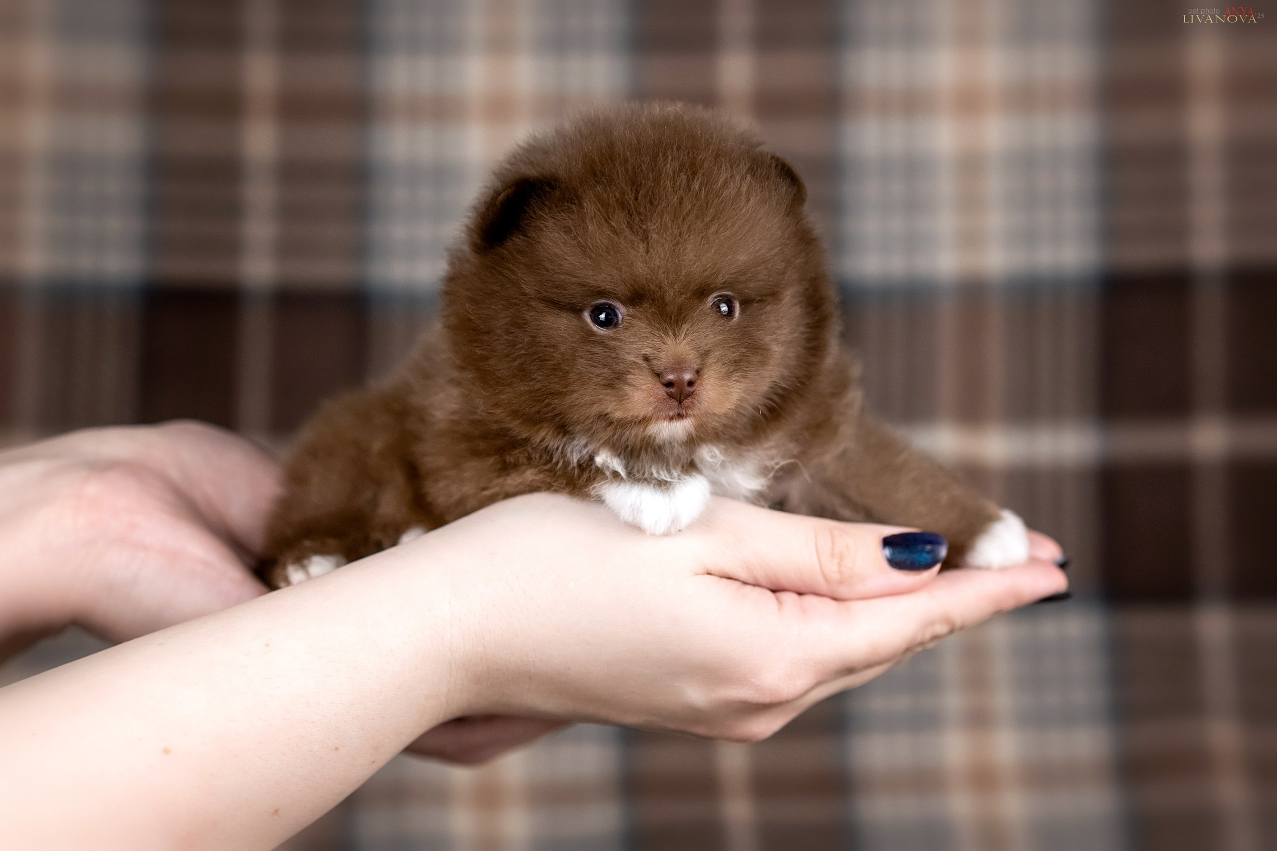 Шпицы. Фотограф анималист Аня Ливанова | Рыбинск