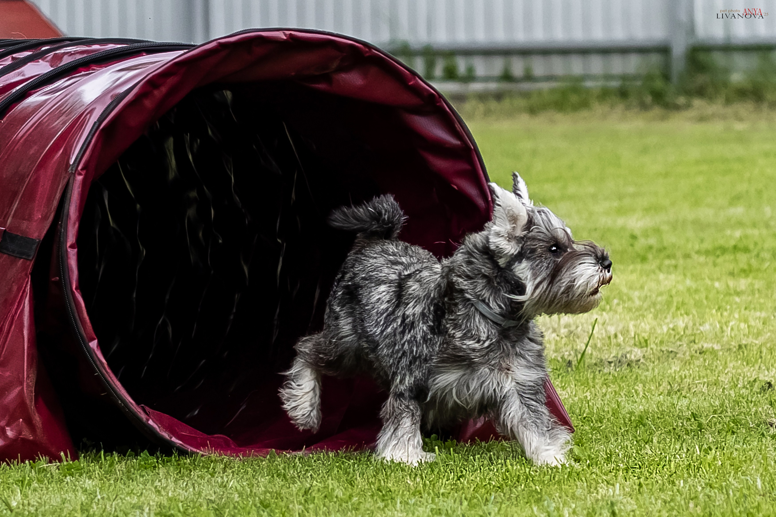 Аджилити Рыбинск. Фотограф анималист Аня Ливанова | Рыбинск