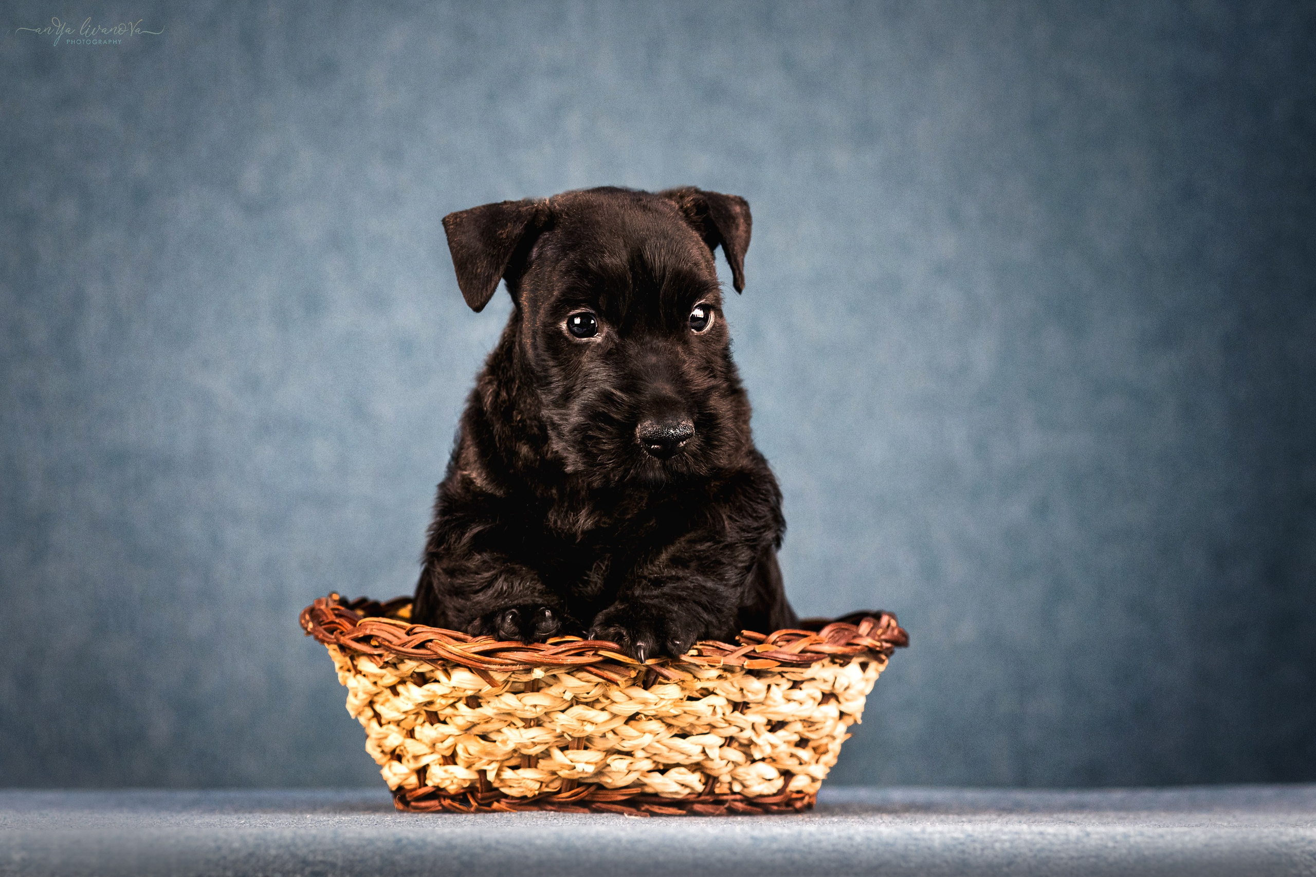 Скотти. Фотограф анималист Аня Ливанова | Рыбинск