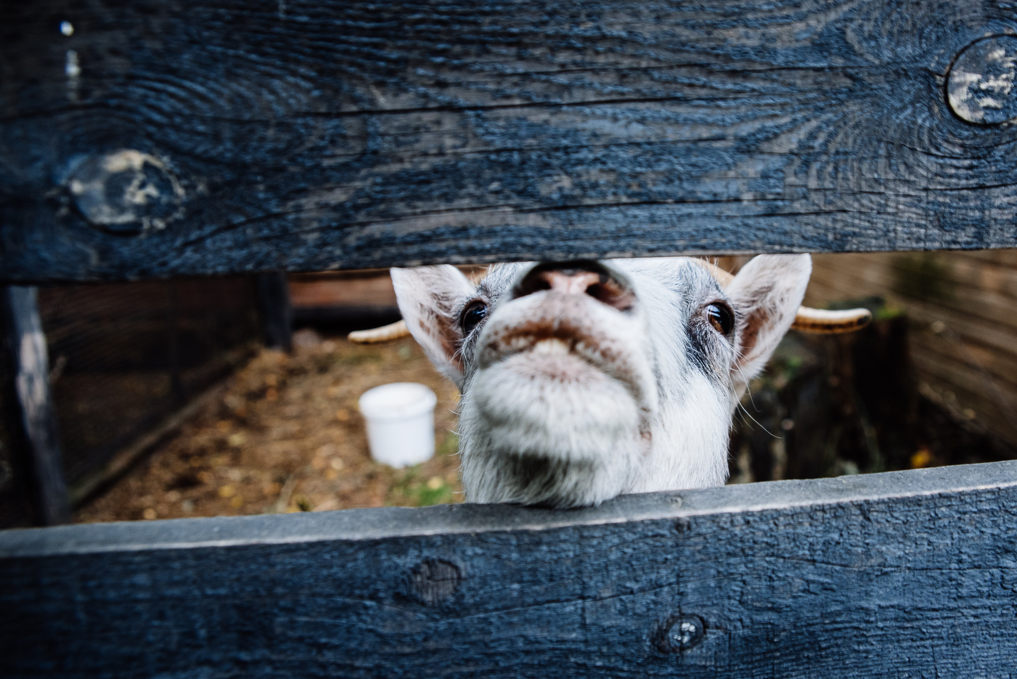 Семейная съёмка, к которой никто не был готов. Фотограф Денис Неместо, портрет, репортаж