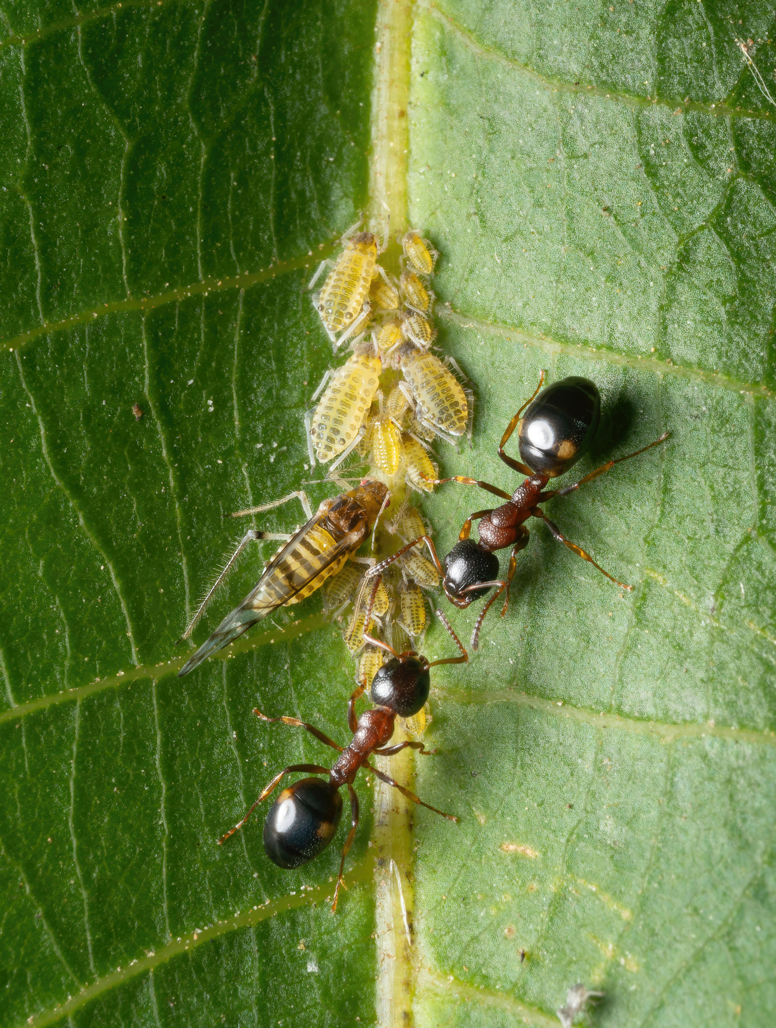 Муравьи. Oles Paritskiy