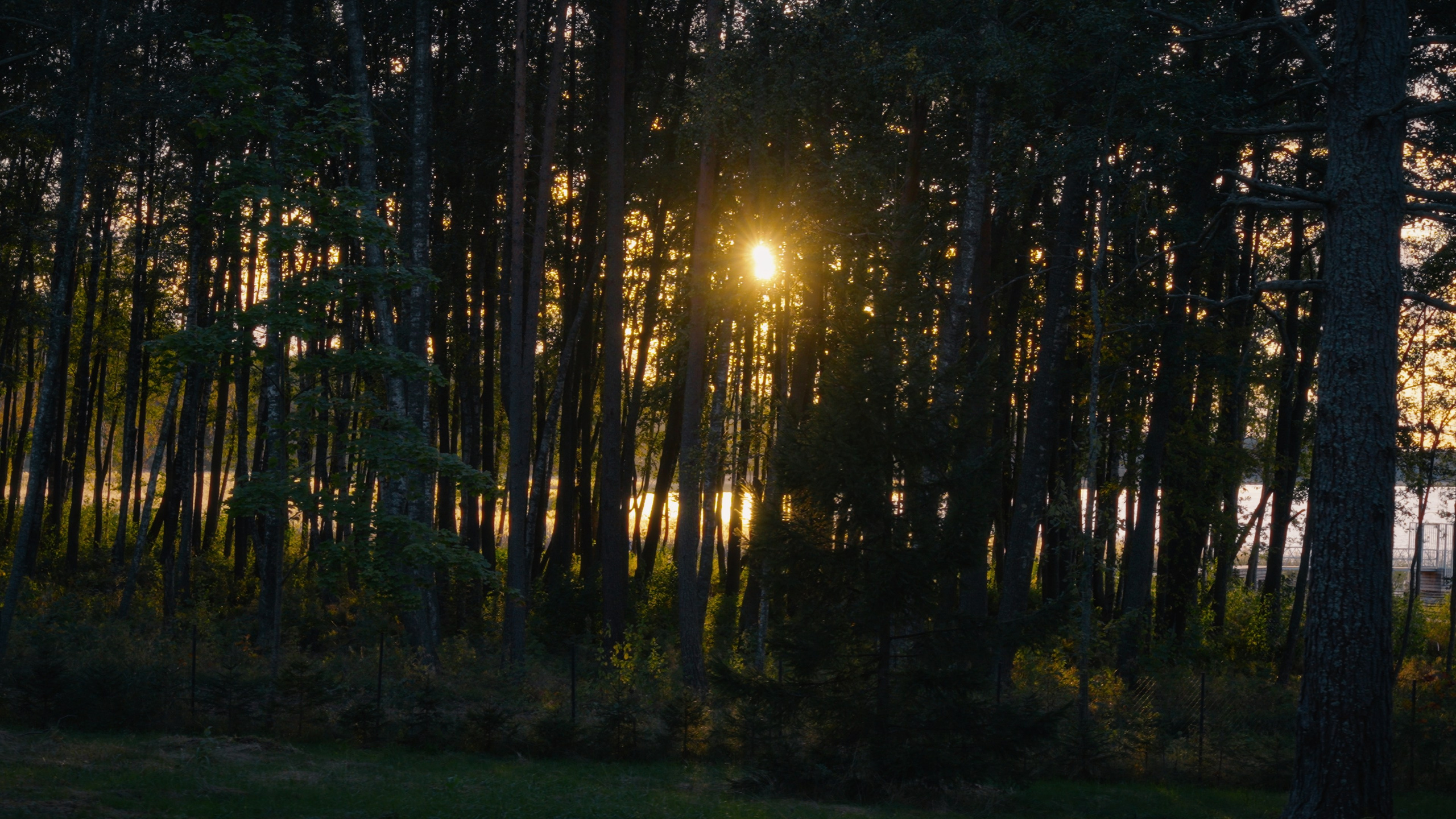 Тихолесье — Ваш дом и уют (promo). Цветокоррекция видео онлайн Иван Сержанов