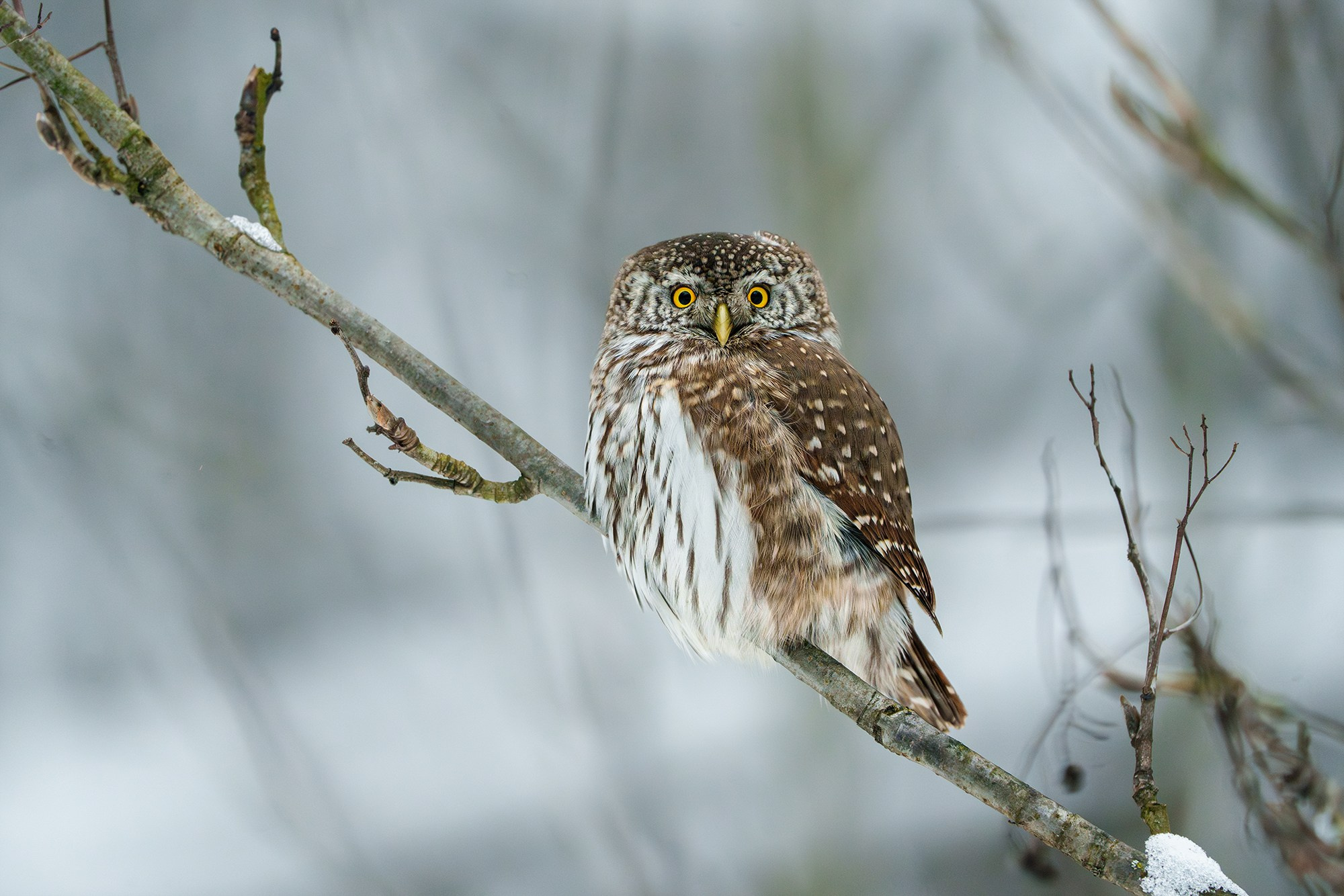 Удивительные мир птиц. Вокруг нас столько прекрасного — присмотритесь!. Ваш личный фотограф Марина Волкова