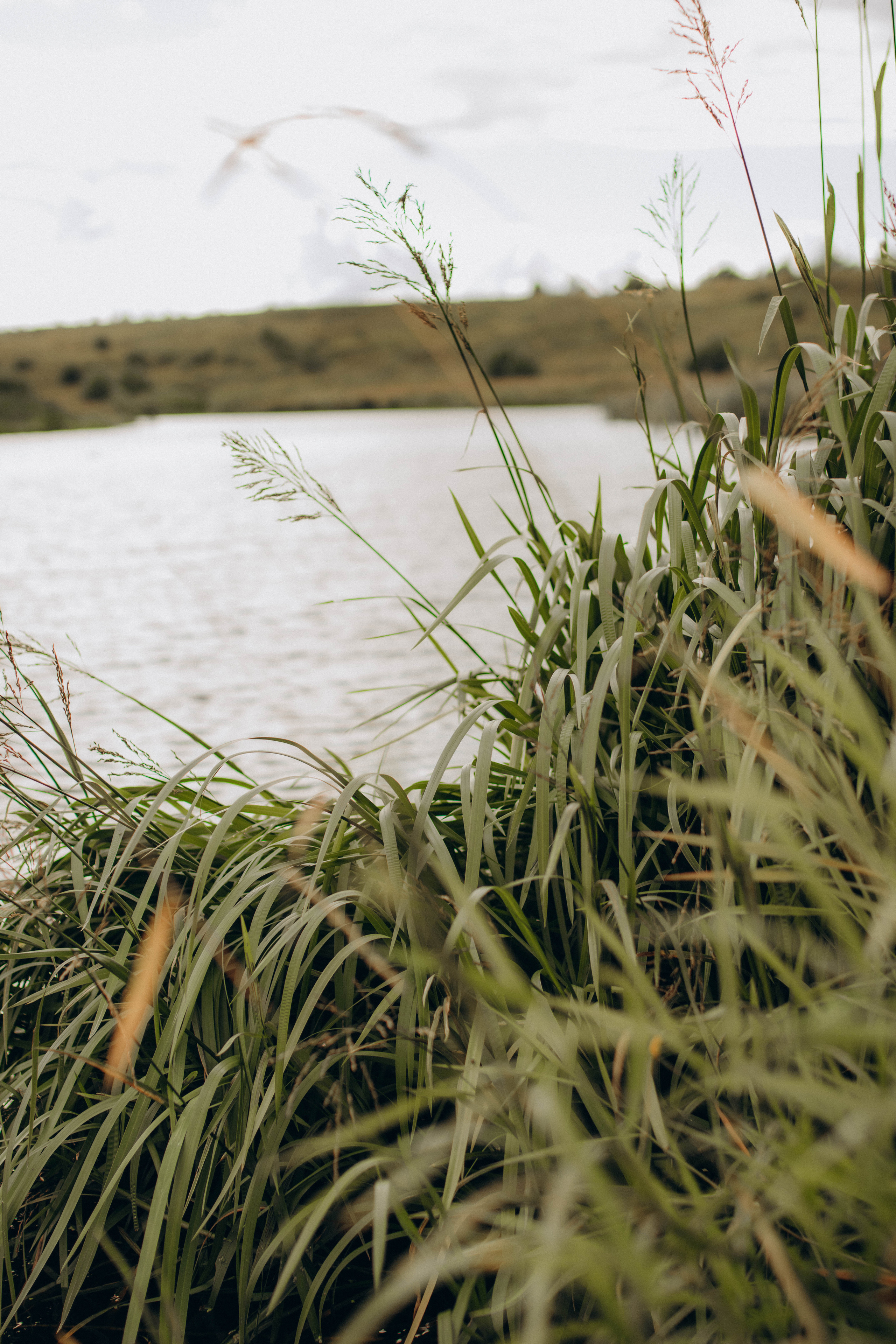 Пикник у реки. Фотограф в Санкт-Петербурге Ольга Гиляревская