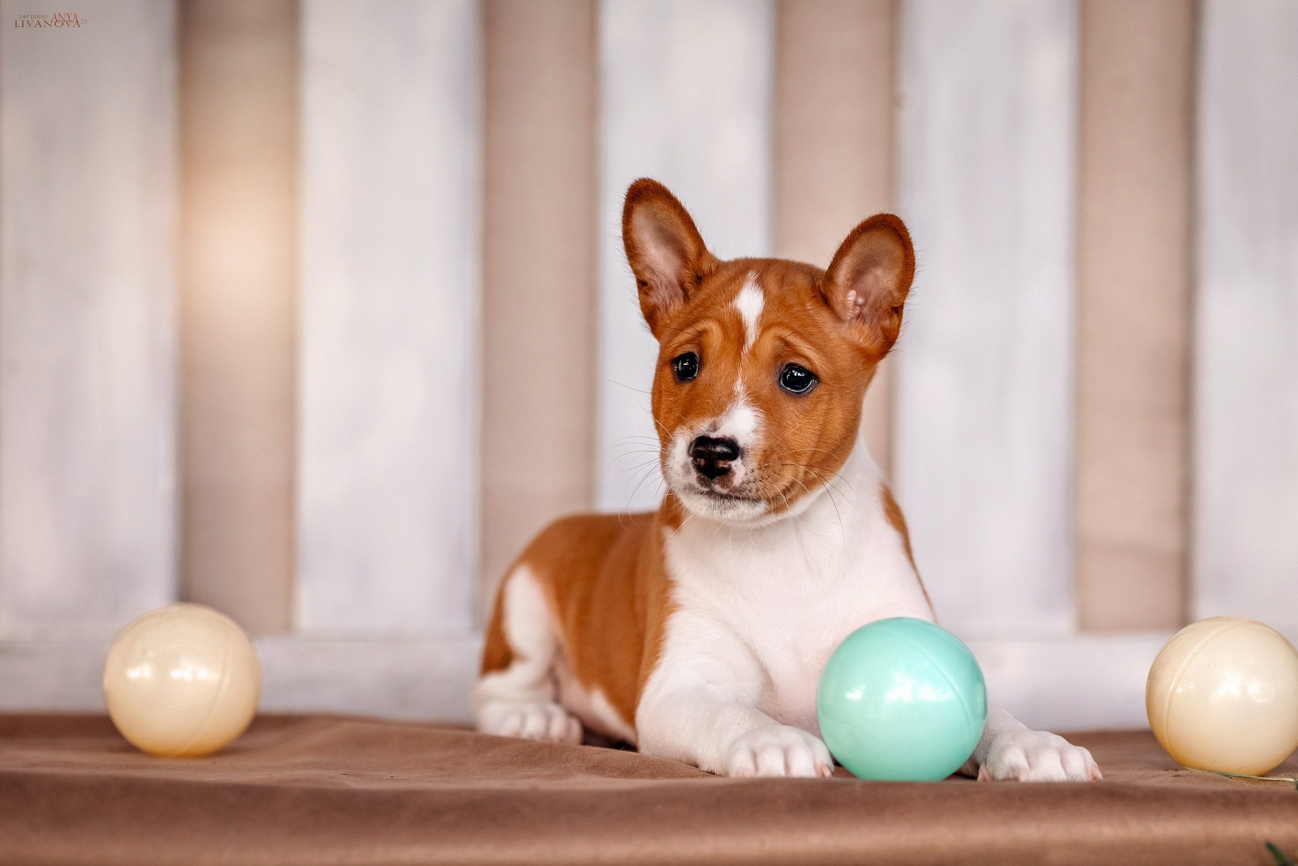 Басенджи. Фотограф анималист Аня Ливанова | Рыбинск