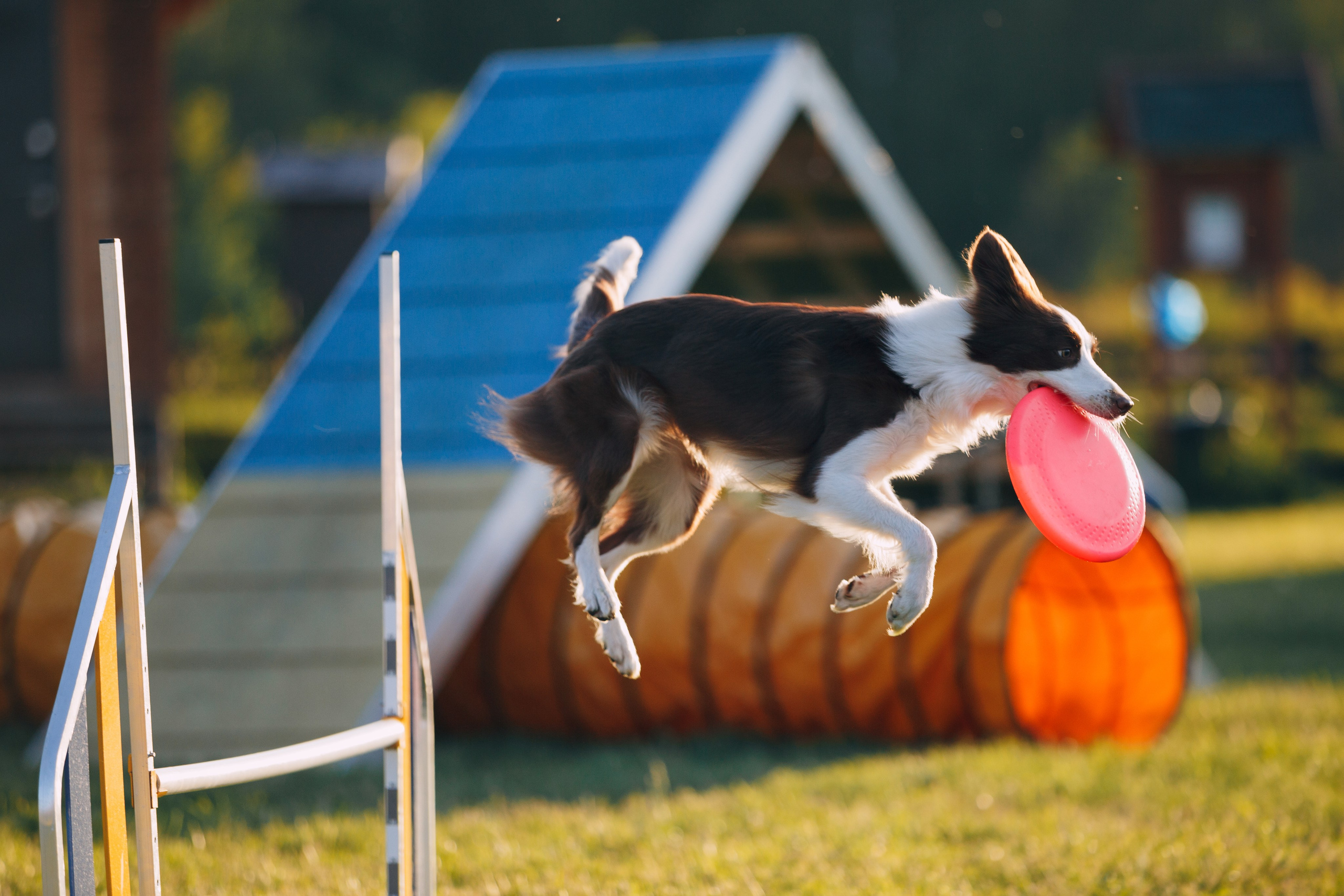 Кинологический лагерь в Горыныче. Фотограф анималист Кристина Карпова, Москва