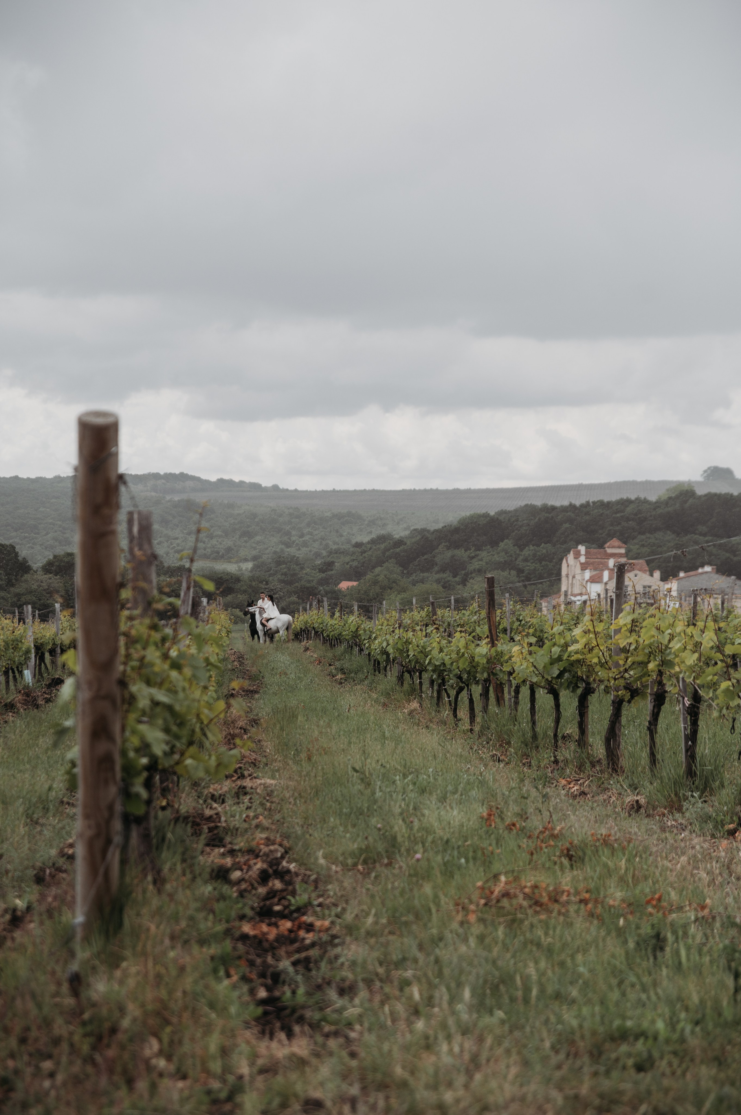 жених и невеста в свадебном платье прогуливается по винограднику, окруженная зелеными лозами, на фоне живописного пейзажа с облачным небом.