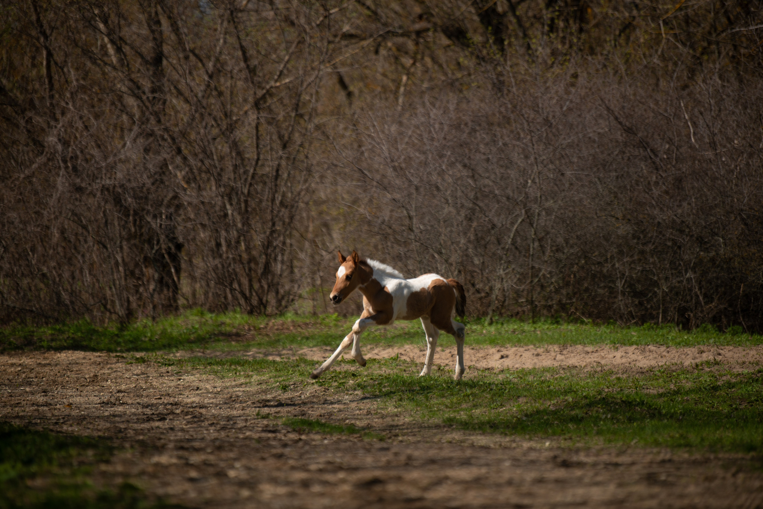 Жеребёнок Митяй. Конный фотограф в Саратове Юлия Иванова
