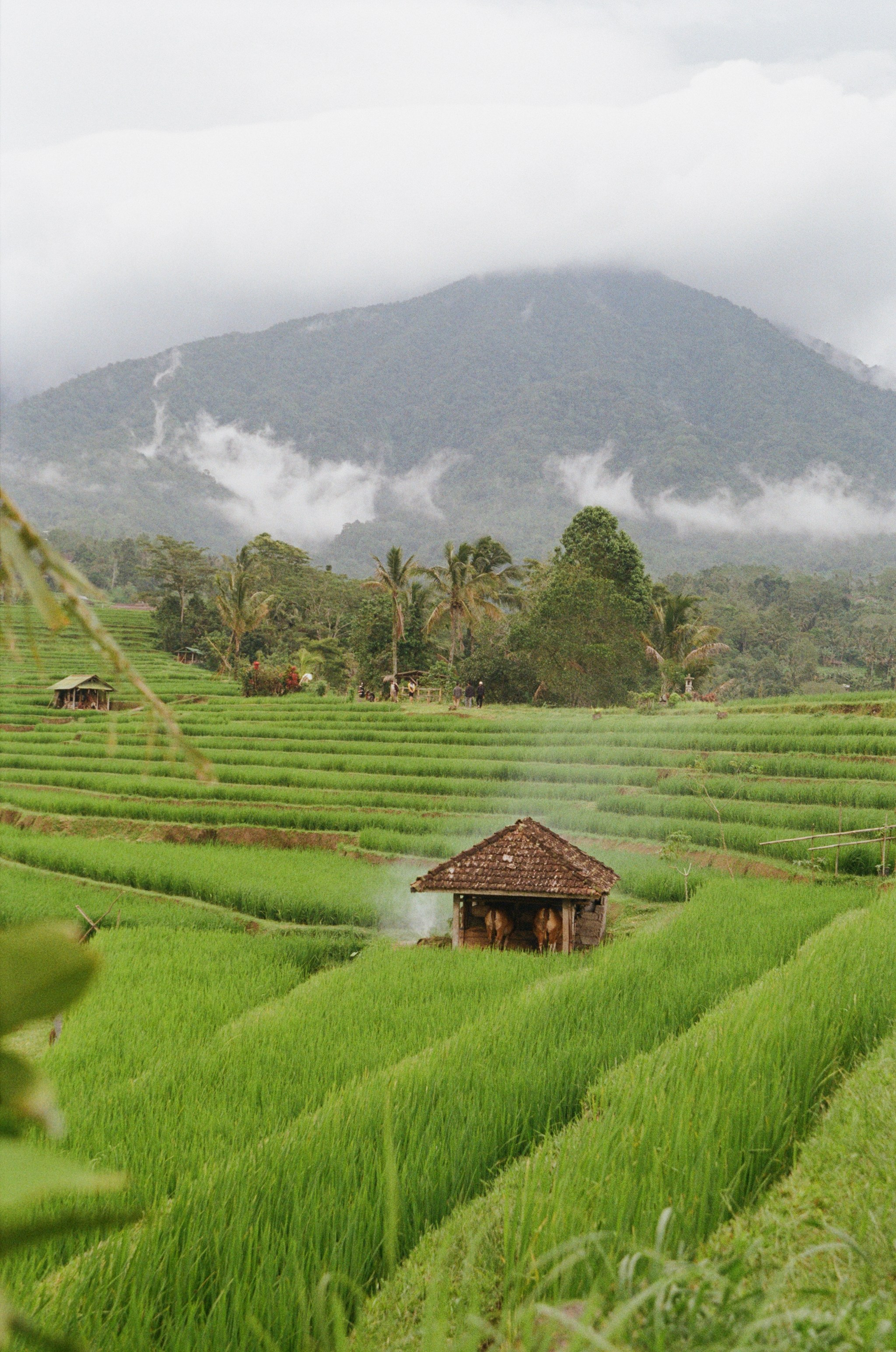 Bali. Photographer Cyprus