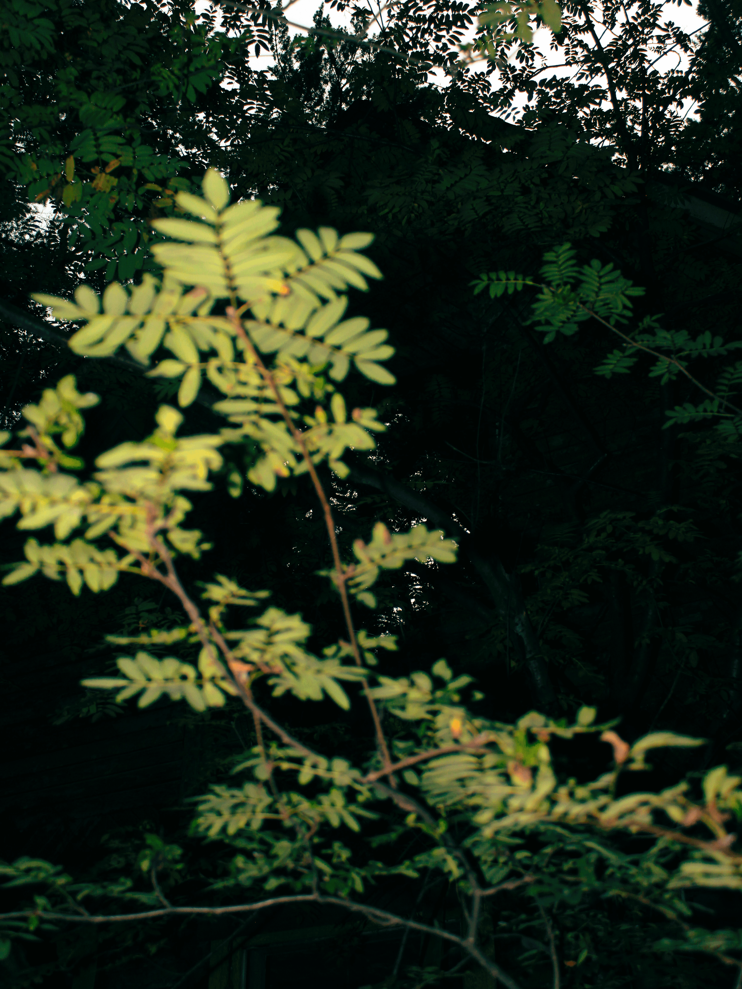 Summertime. Фотограф/дизайнер в Екатеринбурге Хитрый Дмитрий