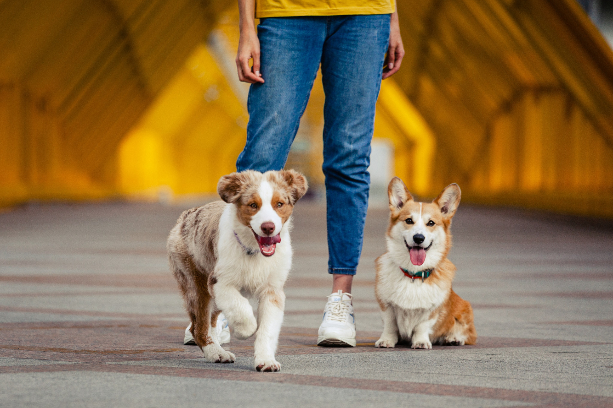Андреевский мост. Фотограф-анималист Татьяна Степанова