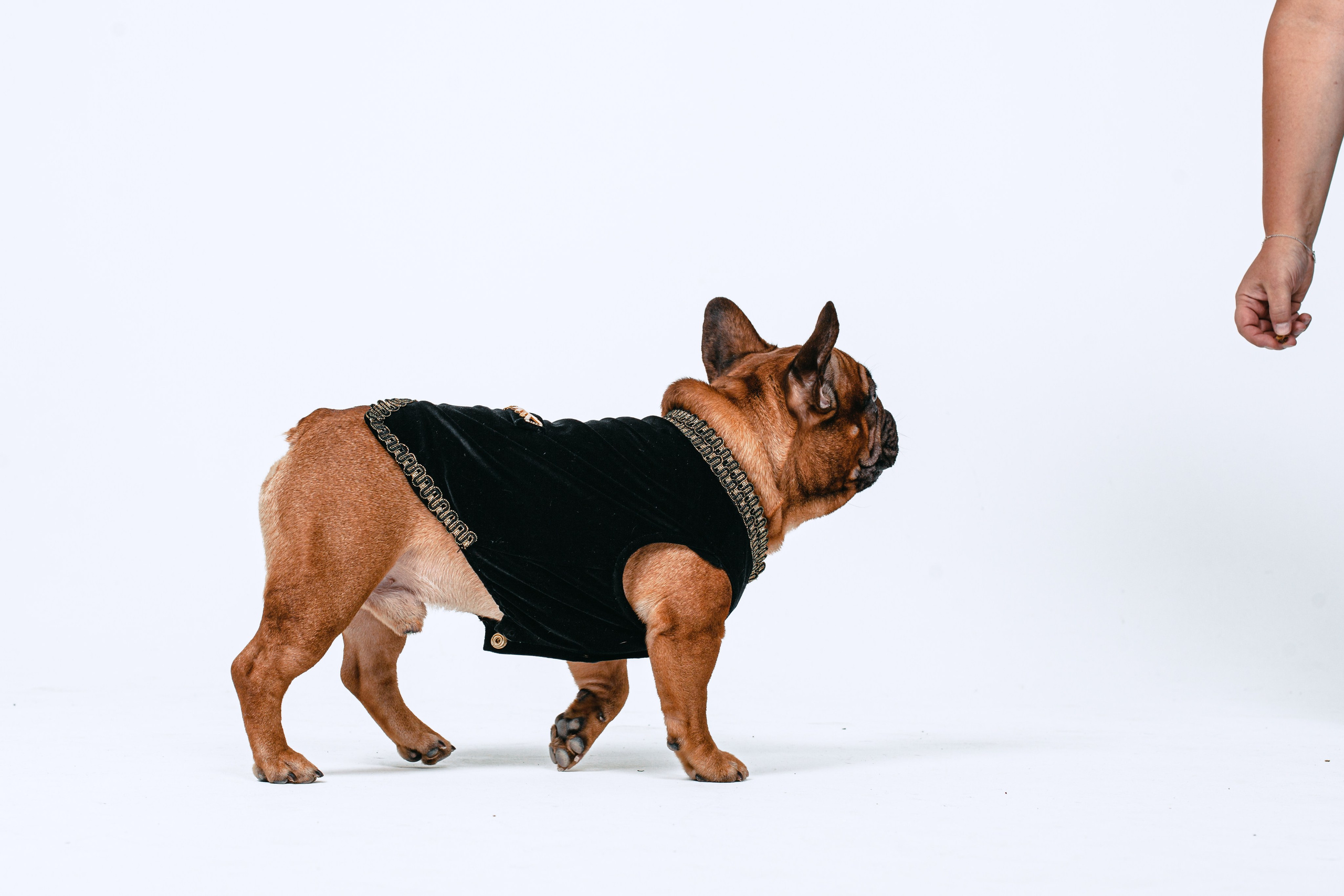 Пижамная вечеринка французских бульдогов и их хозяев. Фотограф-анималист Татьяна Степанова