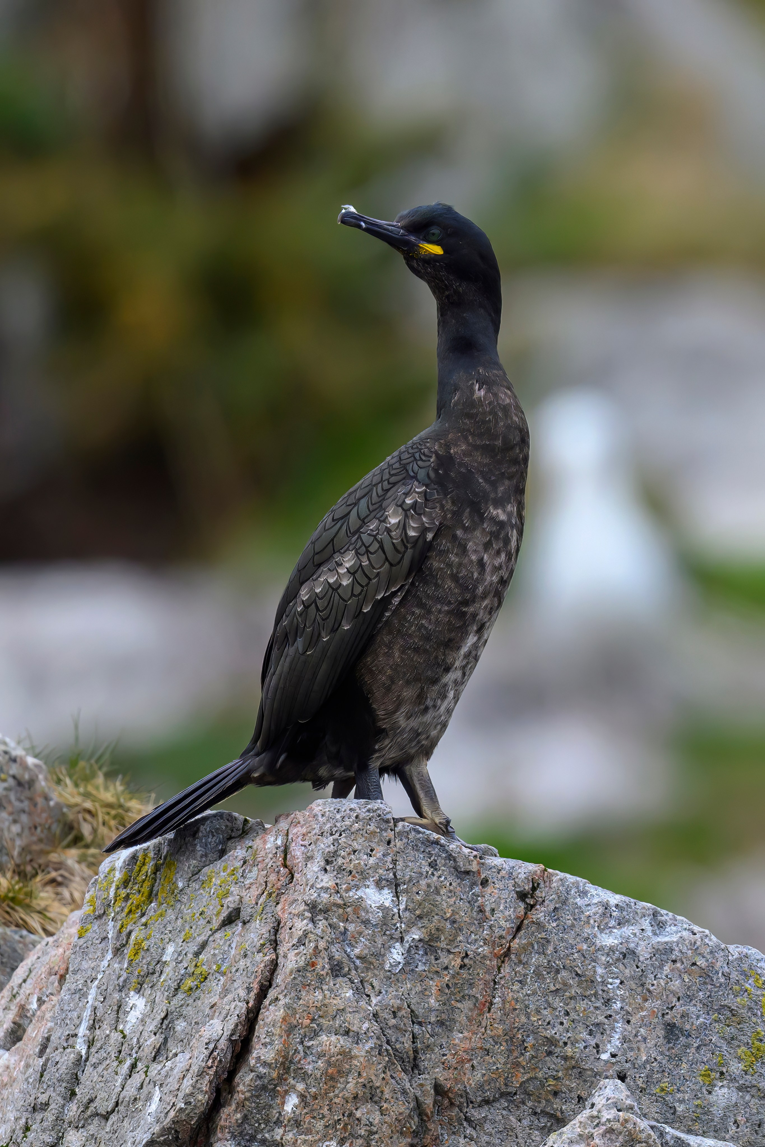 Мурманская область. Июнь 2024. Фотограф Сергей Пупонин