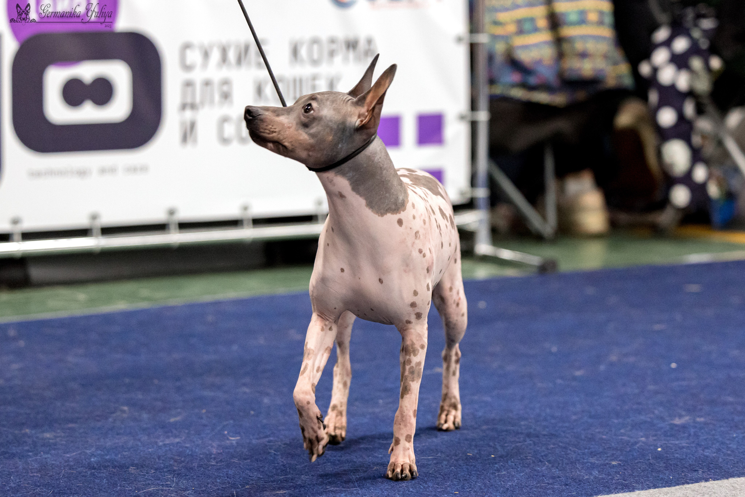 Сфера 29.10,Крокус 4.11,Сфера 12.11.2023. Фотограф-анималист Юлия Германика