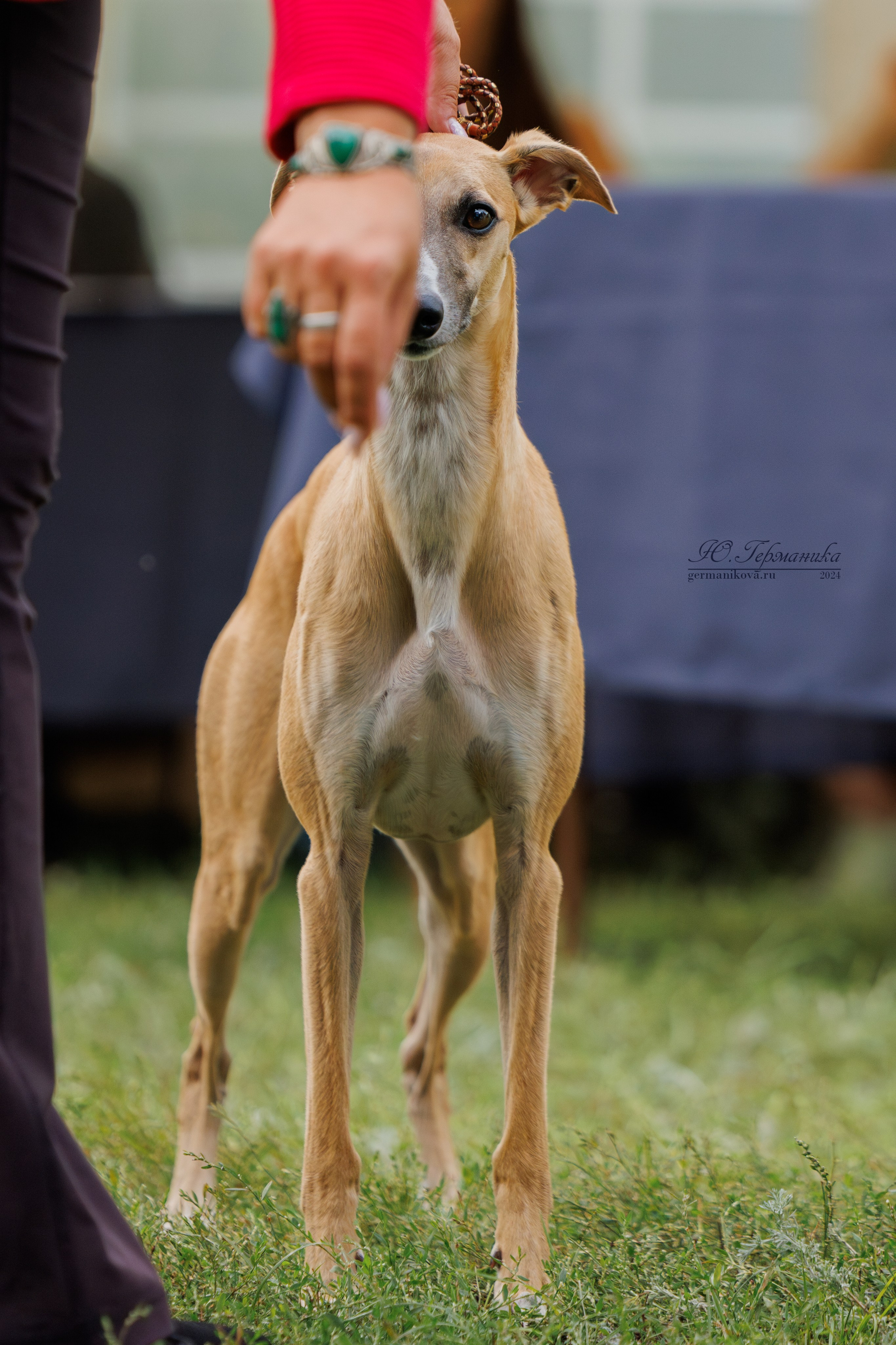 Астана 2хCACIB 17-18.08.2024. Фотограф-анималист Юлия Германика