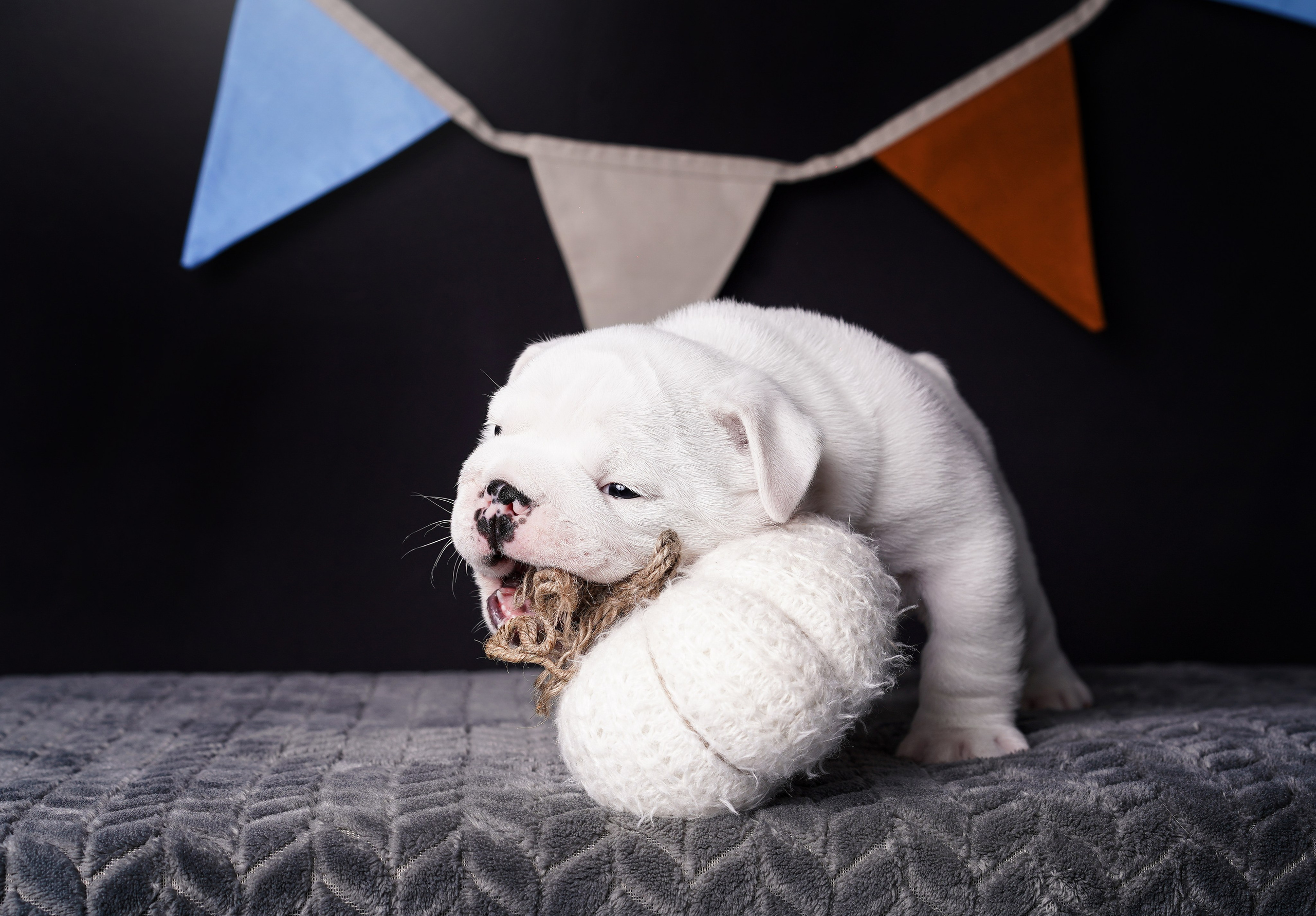 Щенки бульдога. Фотограф-анималист в Санкт-Петербурге Яна Мартынова