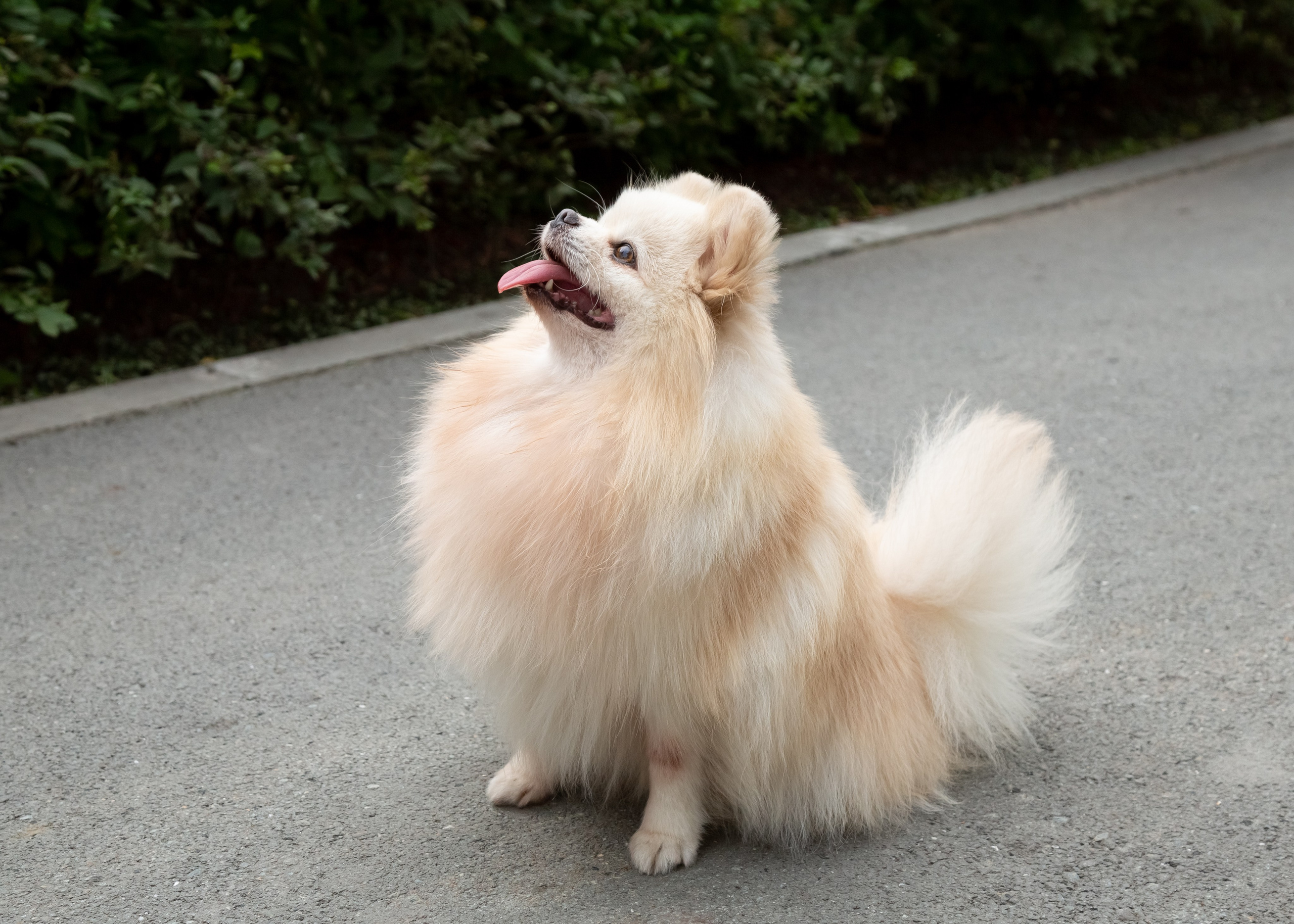 Фотосессия с животными. Фотограф в Барнауле Татьяна Чурикова