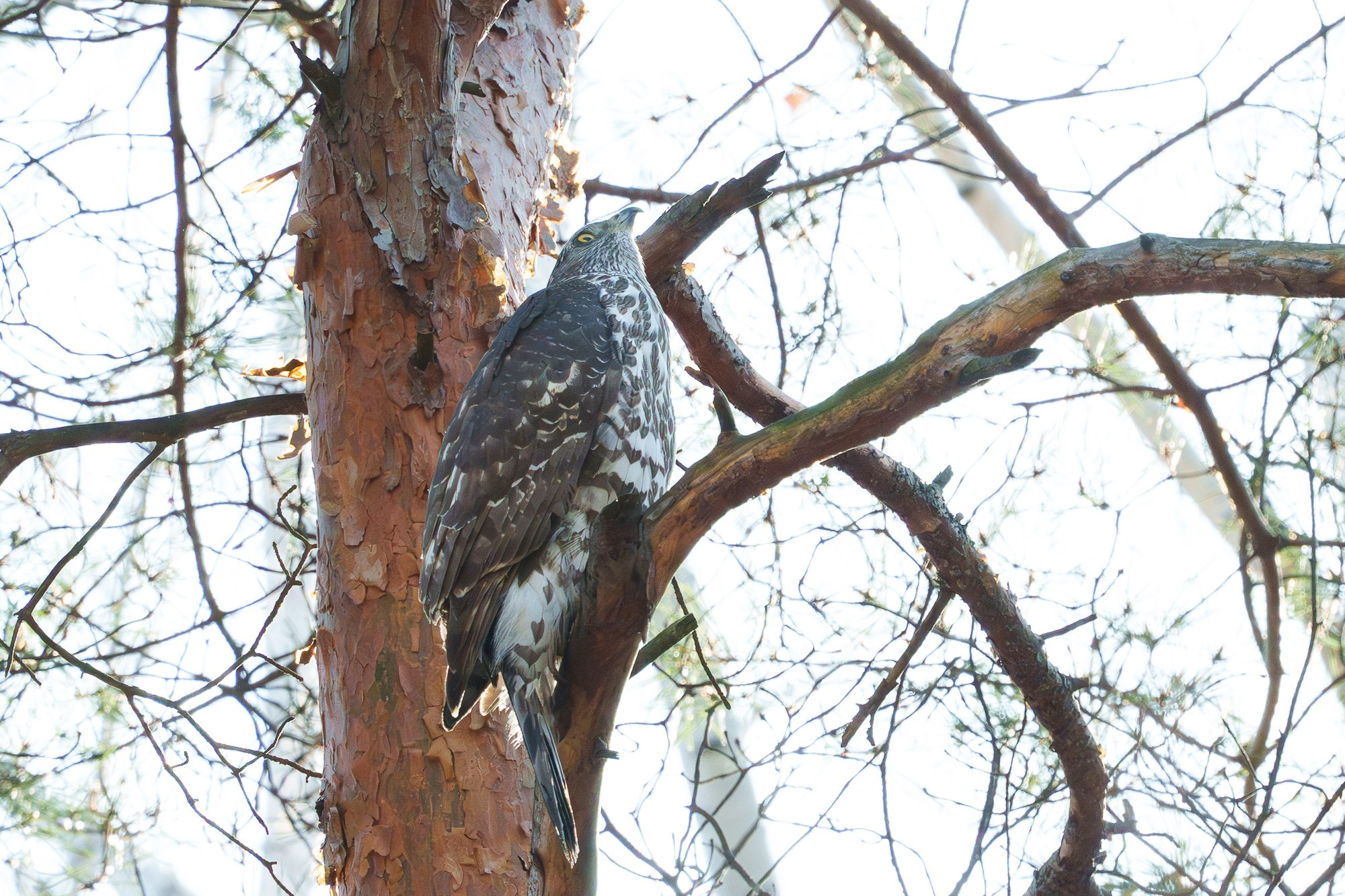 Удивительные мир птиц. Вокруг нас столько прекрасного — присмотритесь!. Ваш личный фотограф Марина Волкова