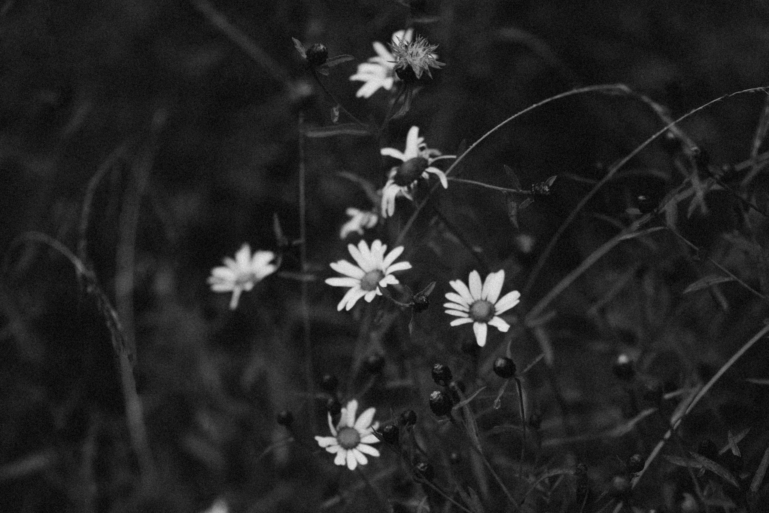 Чёрно-белая фотосессия в дождь