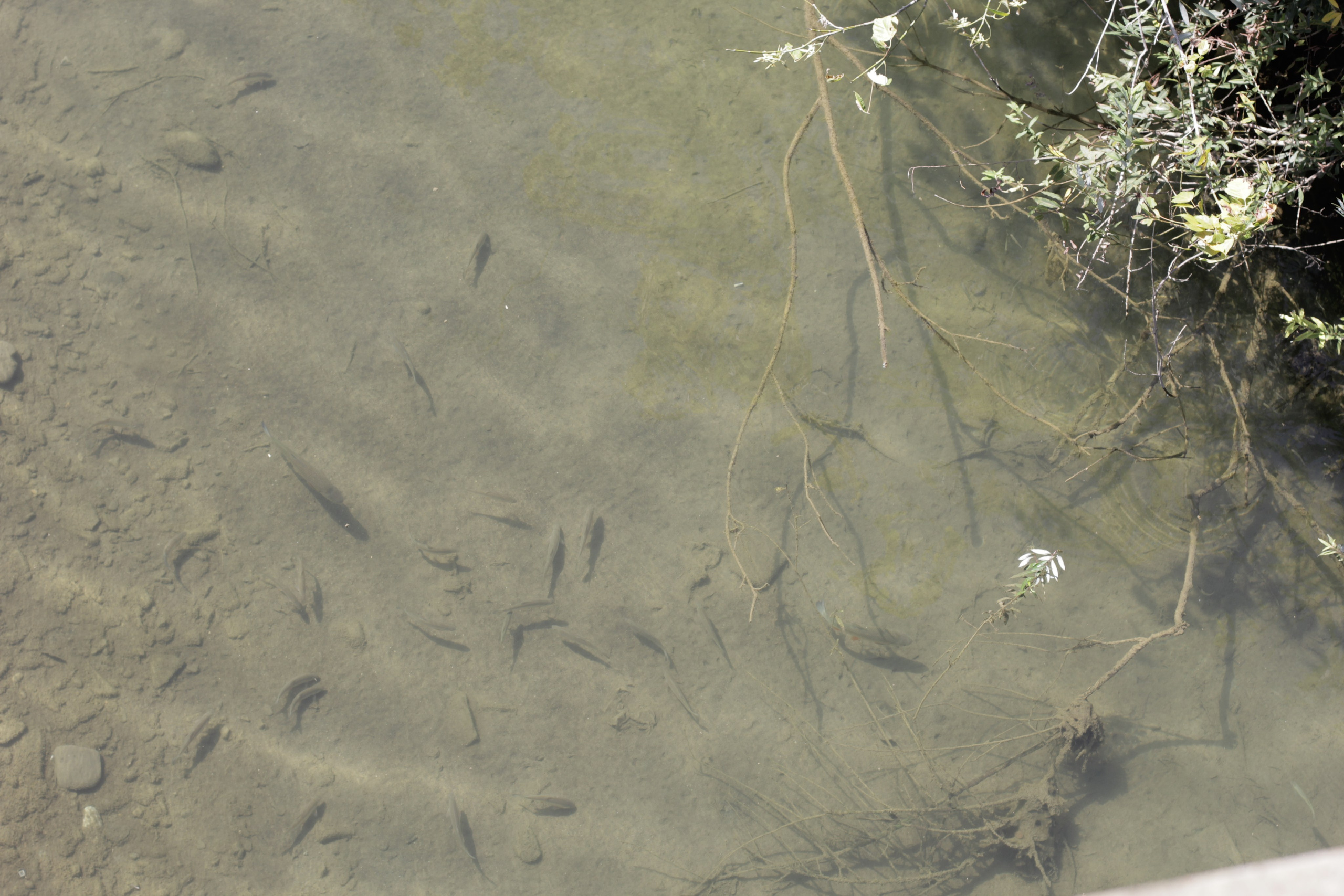 Горячий Ключ (2024-09-22). Собор Отрасли