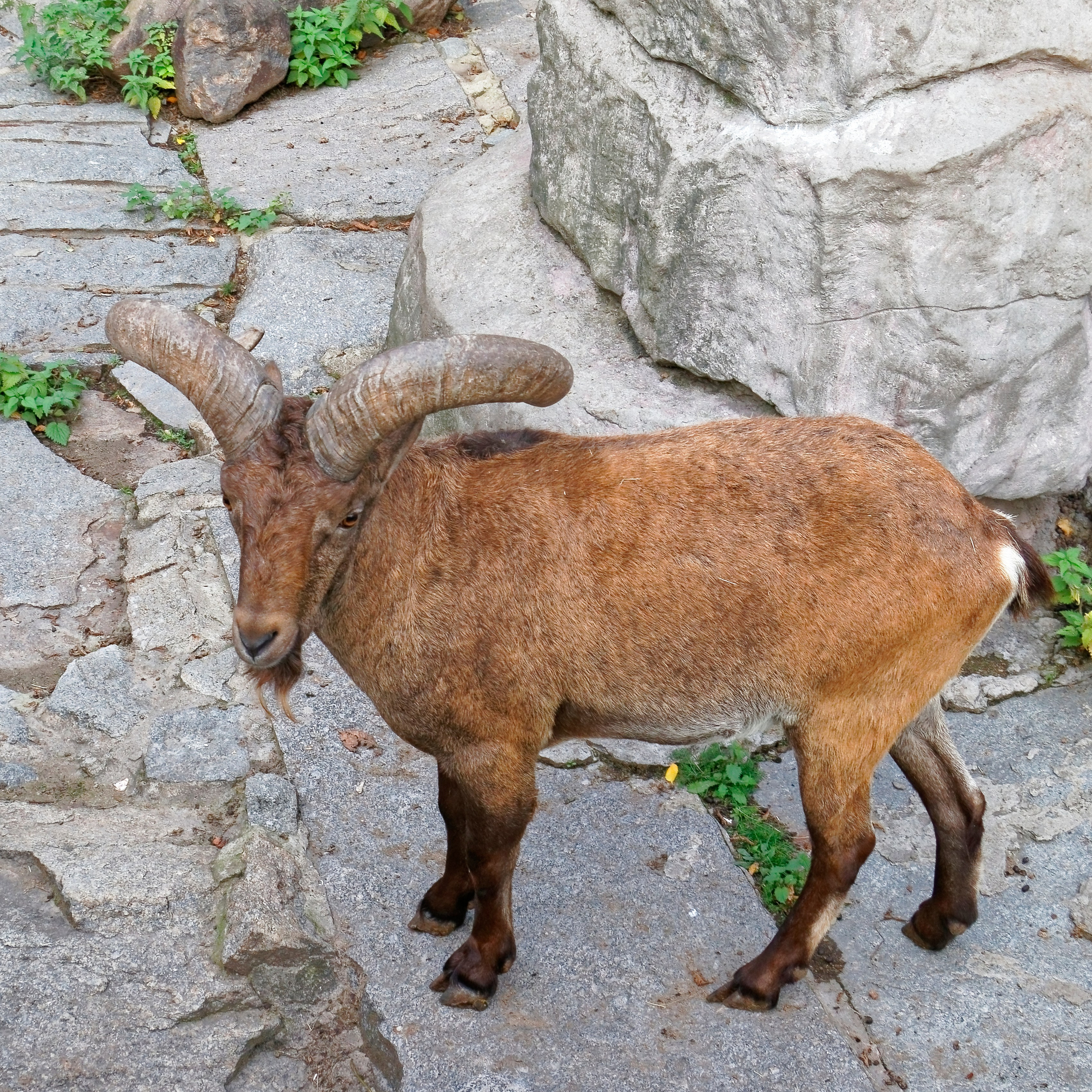 МОСКОВСКИЙ ЗООПАРК. Фотограф Владимир Роля