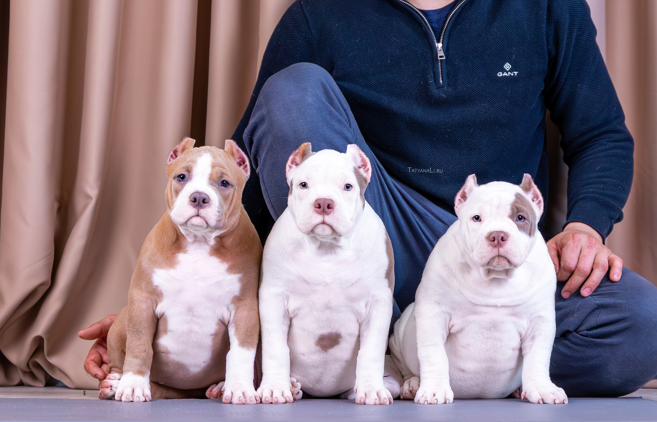 Американский булли. Фотограф — анималист Татьяна Ли