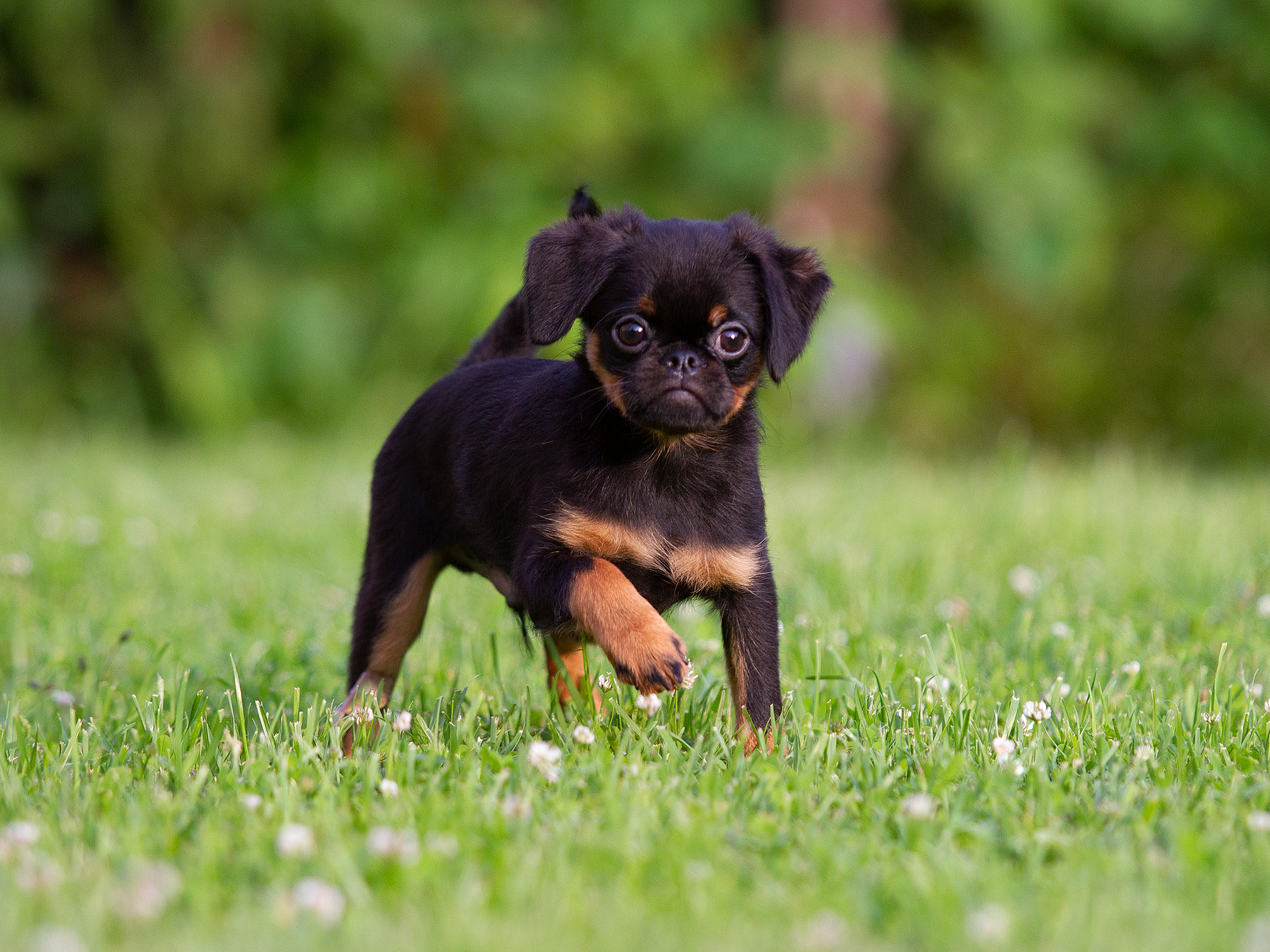 Щенки. Фотограф-анималист в Москве и МО Самойлова Марина