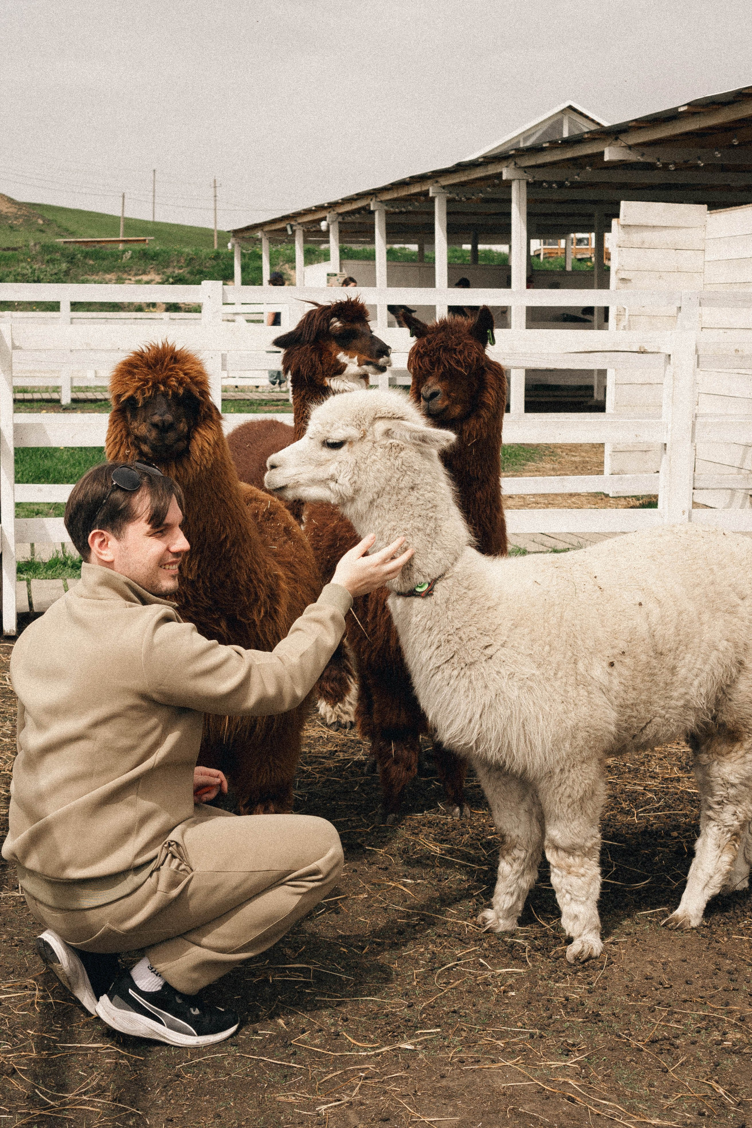 Ферма Альпак. Профессиональный фотограф, Санкт-Петербург — Виктория Богомолова