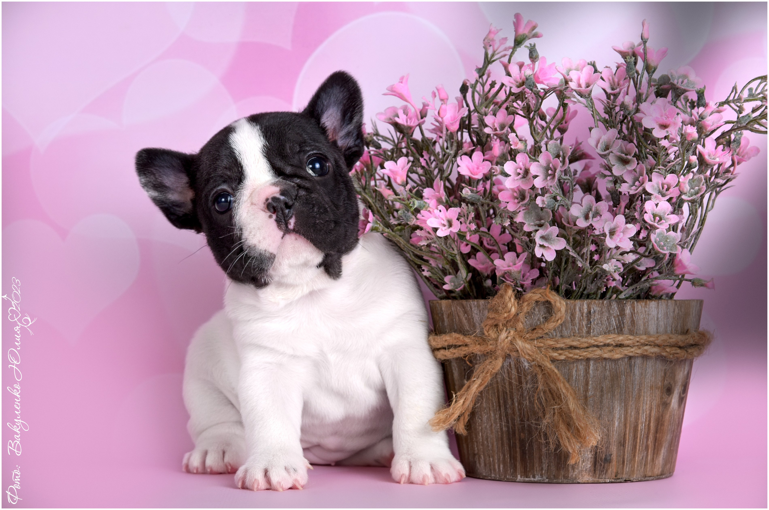 Студийная съемка. Фотограф анималист | семейный Юлия Вакуленко, г. Краснодар