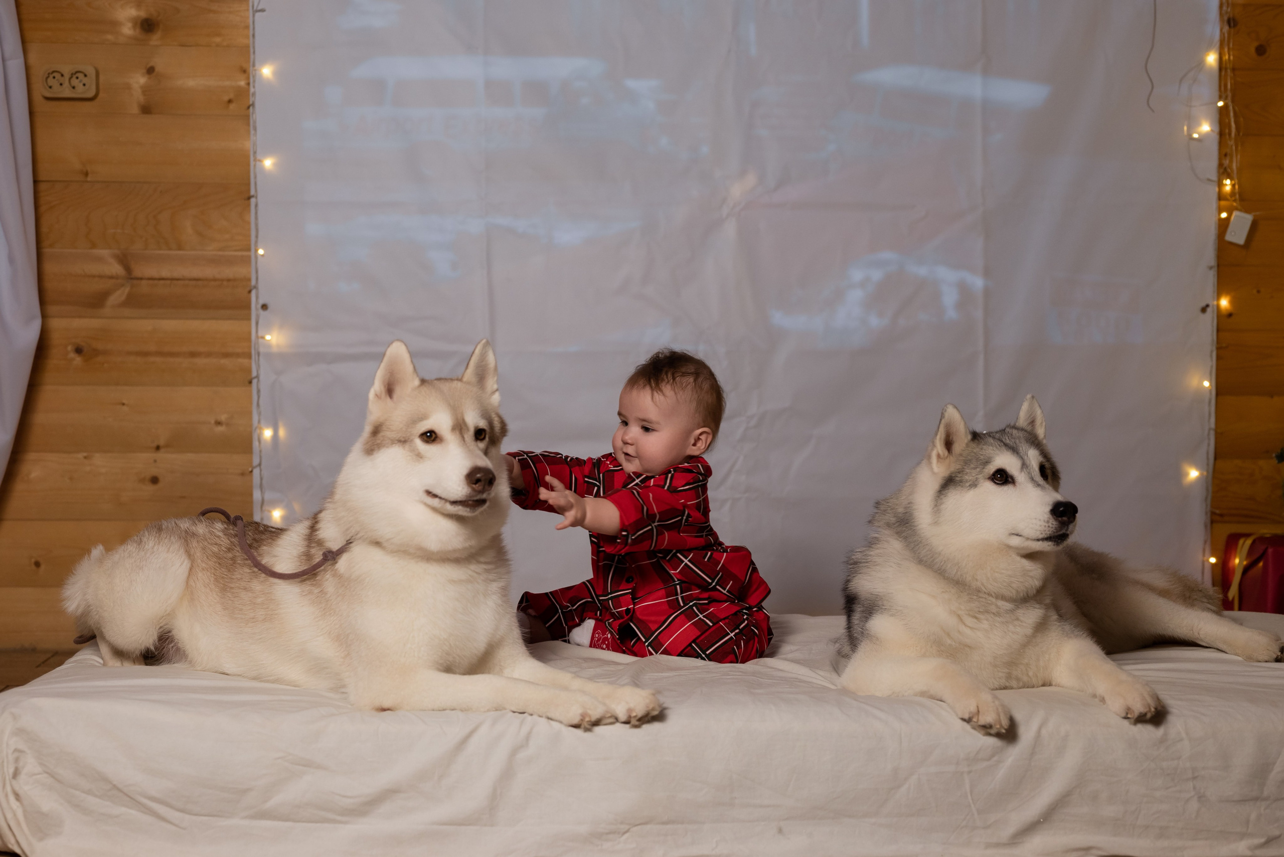 Фотопроект с хаски в частном доме. Фотограф в городе Салават