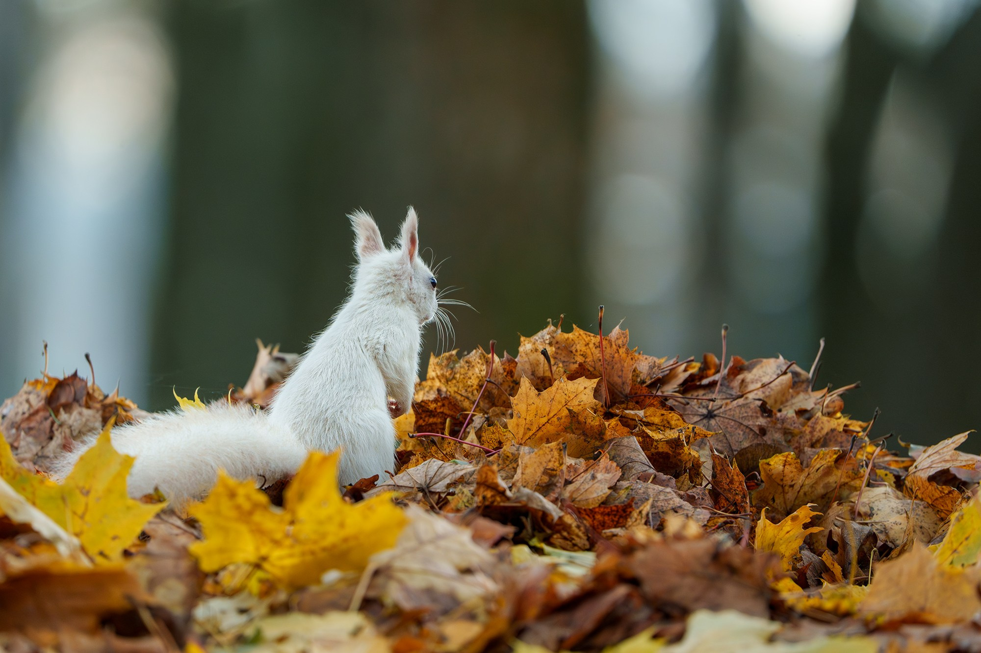 Животные. Ваш личный фотограф Марина Волкова
