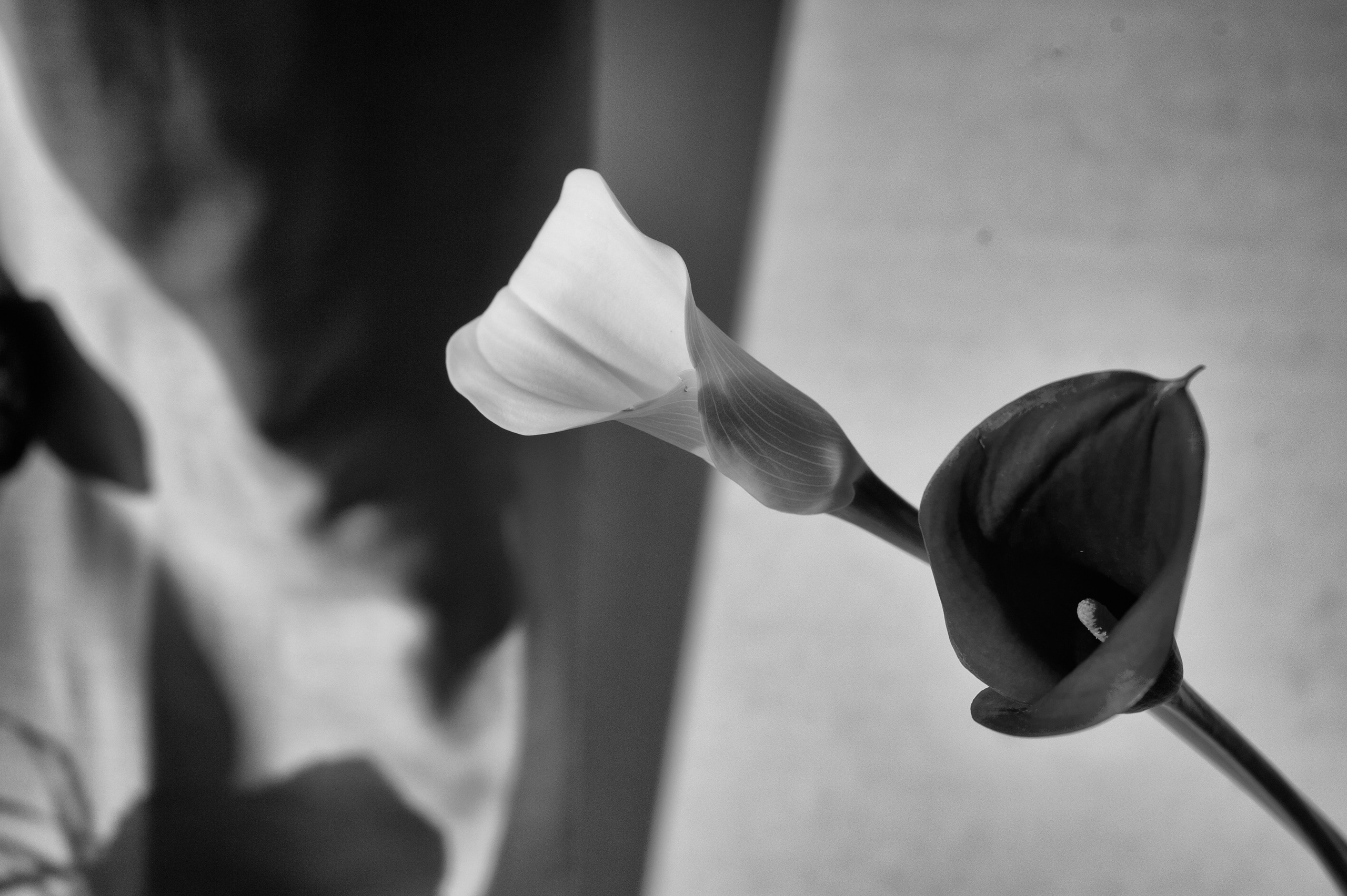 Фотограф Милена Яновска