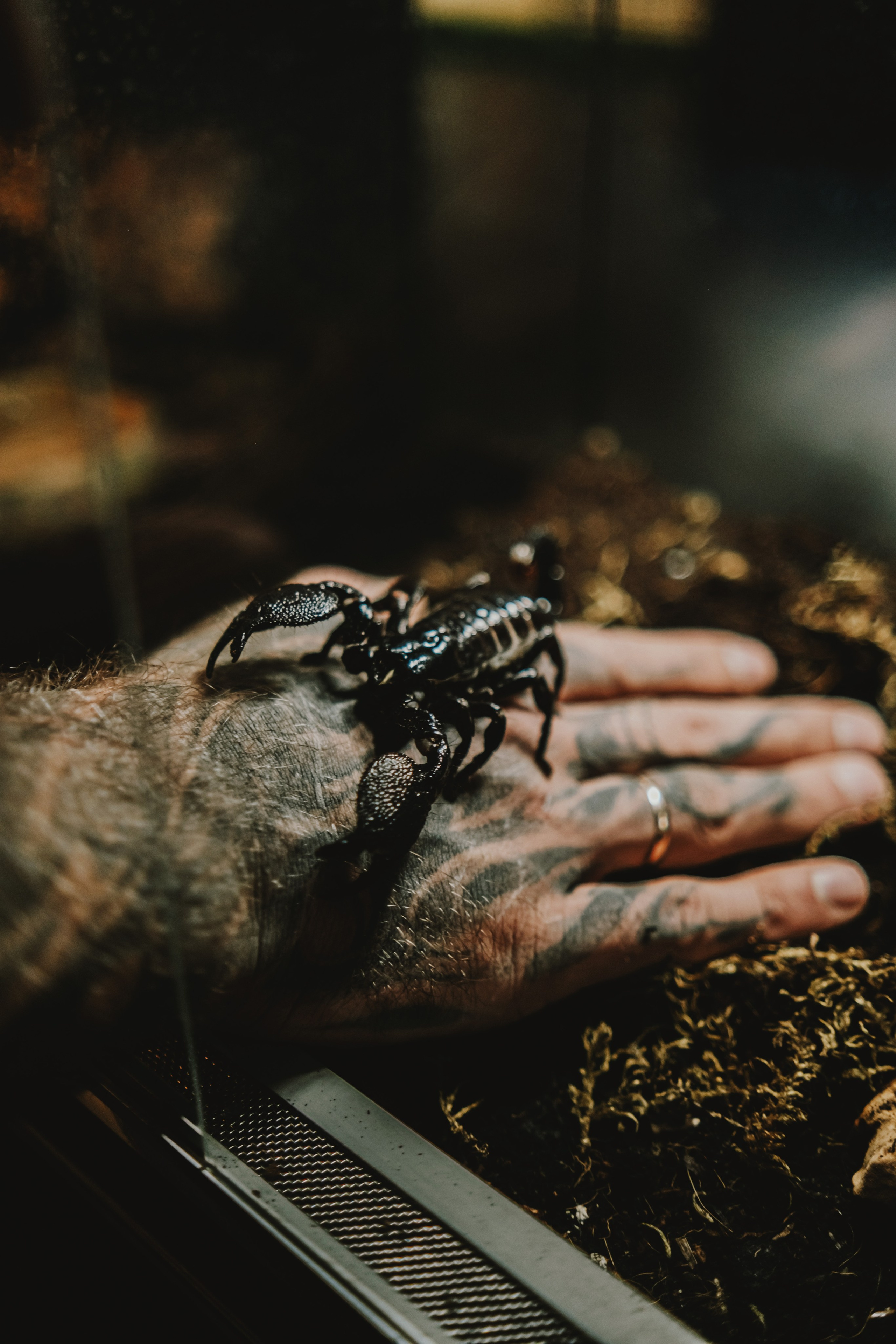 Дом Драконов. Nattie.ph