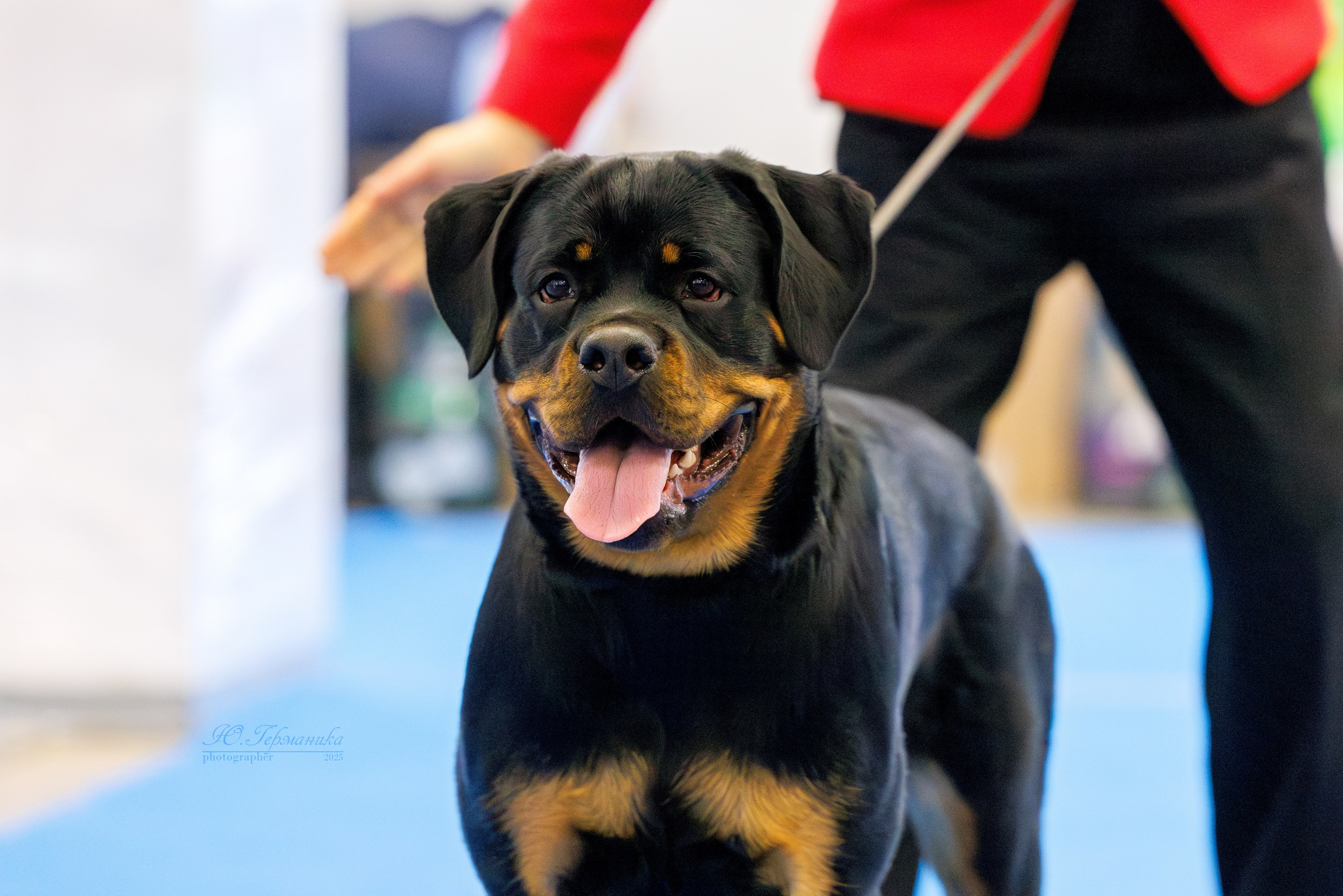 Питер ротвейлеры 18.01,Крокус 19.01.2025. Фотограф-анималист Юлия Германика